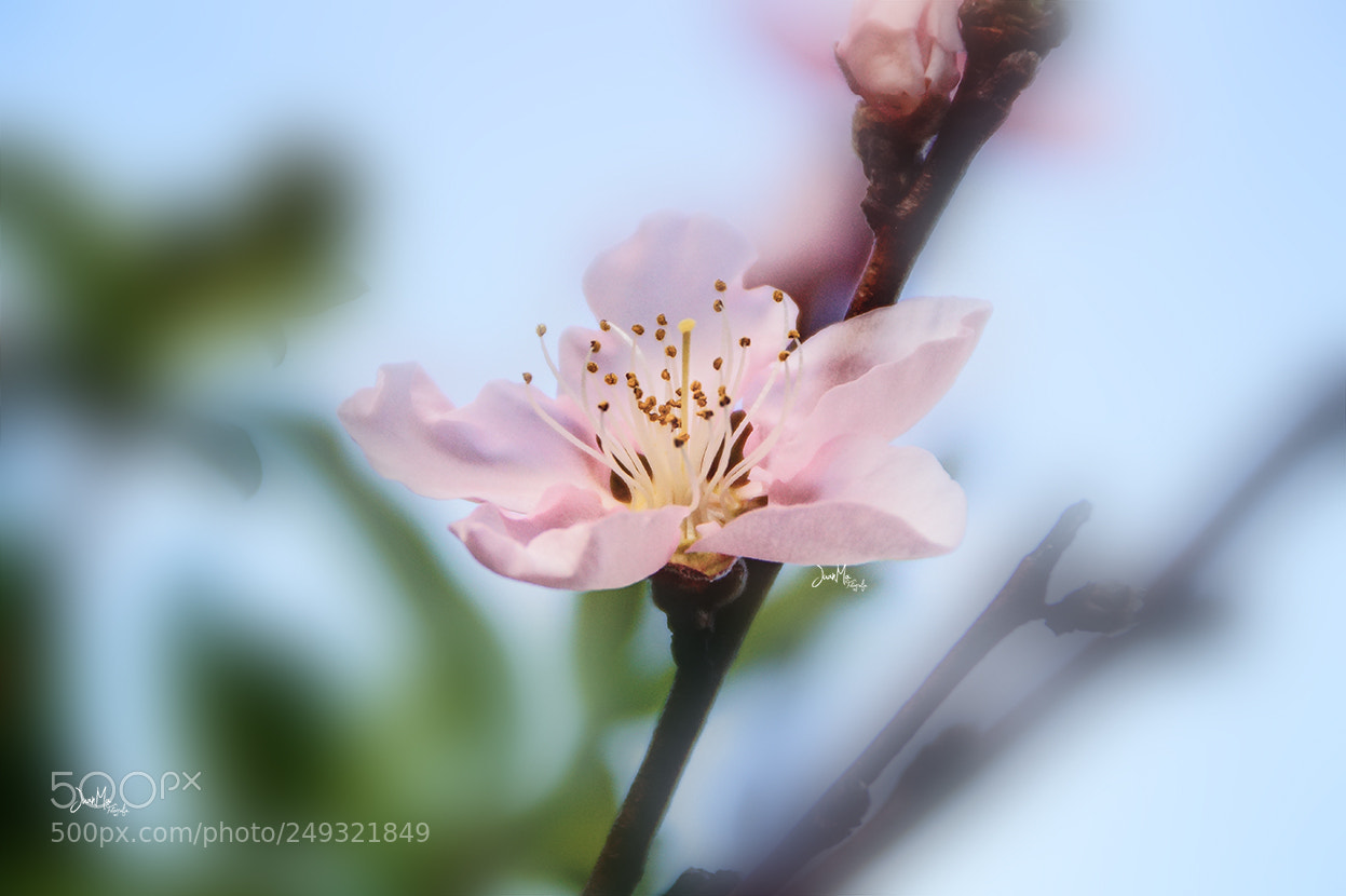 Sony SLT-A58 sample photo. Primavera: photography