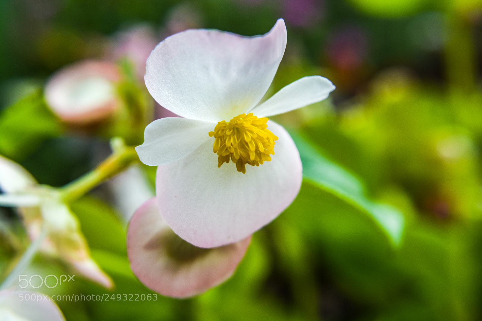 Nikon D5200 sample photo. Flower photography