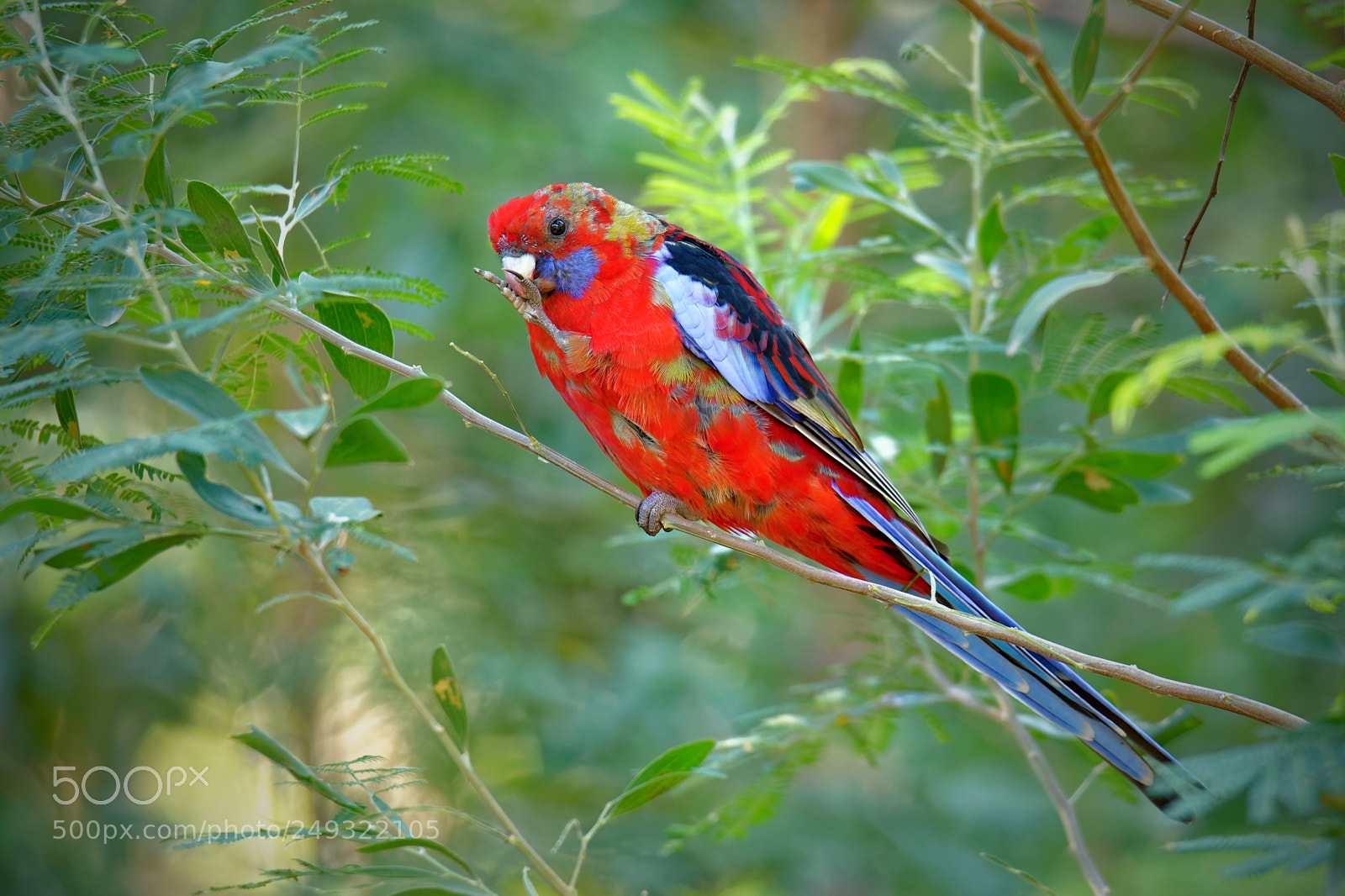 Nikon D800E sample photo. The crimson rosella platycercus photography