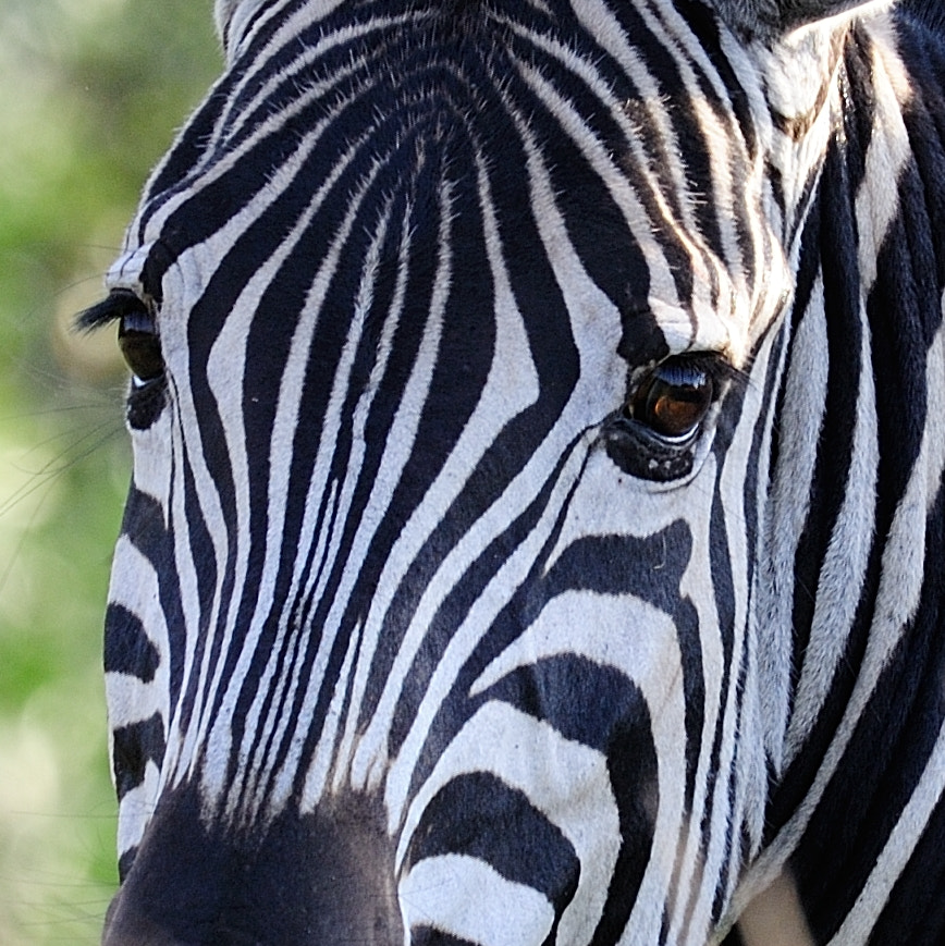 Sigma 150-600mm F5-6.3 DG OS HSM | S sample photo