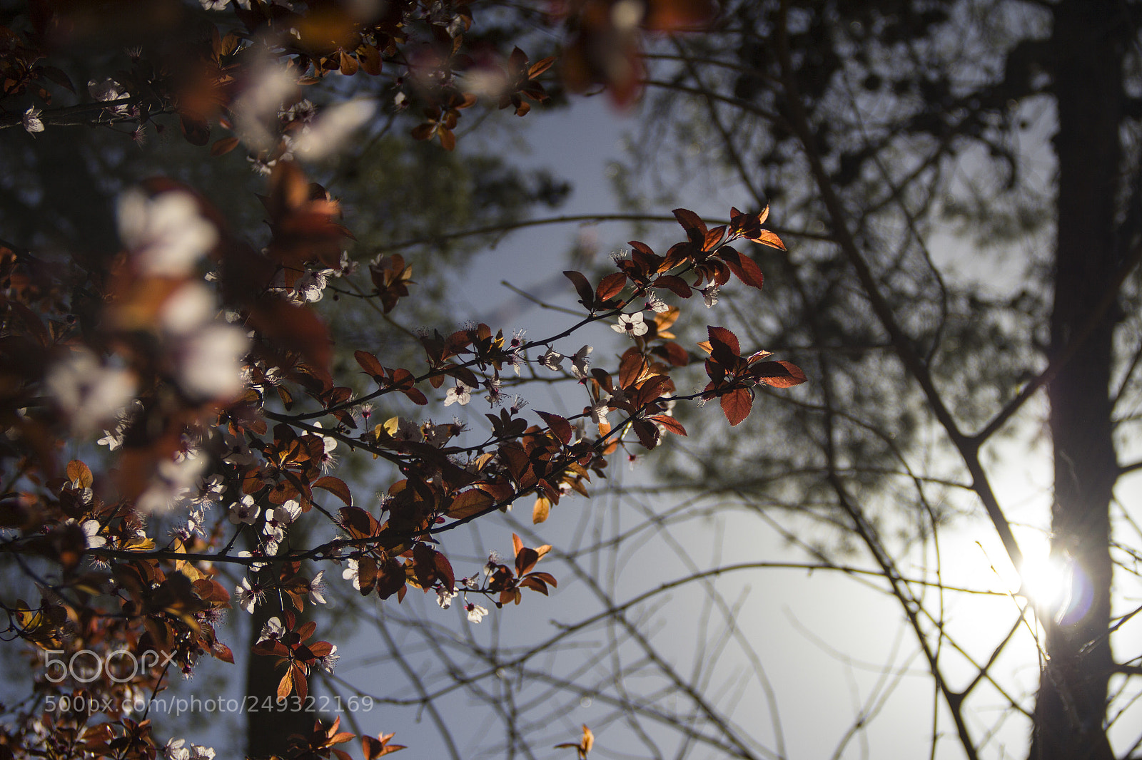 Canon EOS 60D sample photo. Rose photography