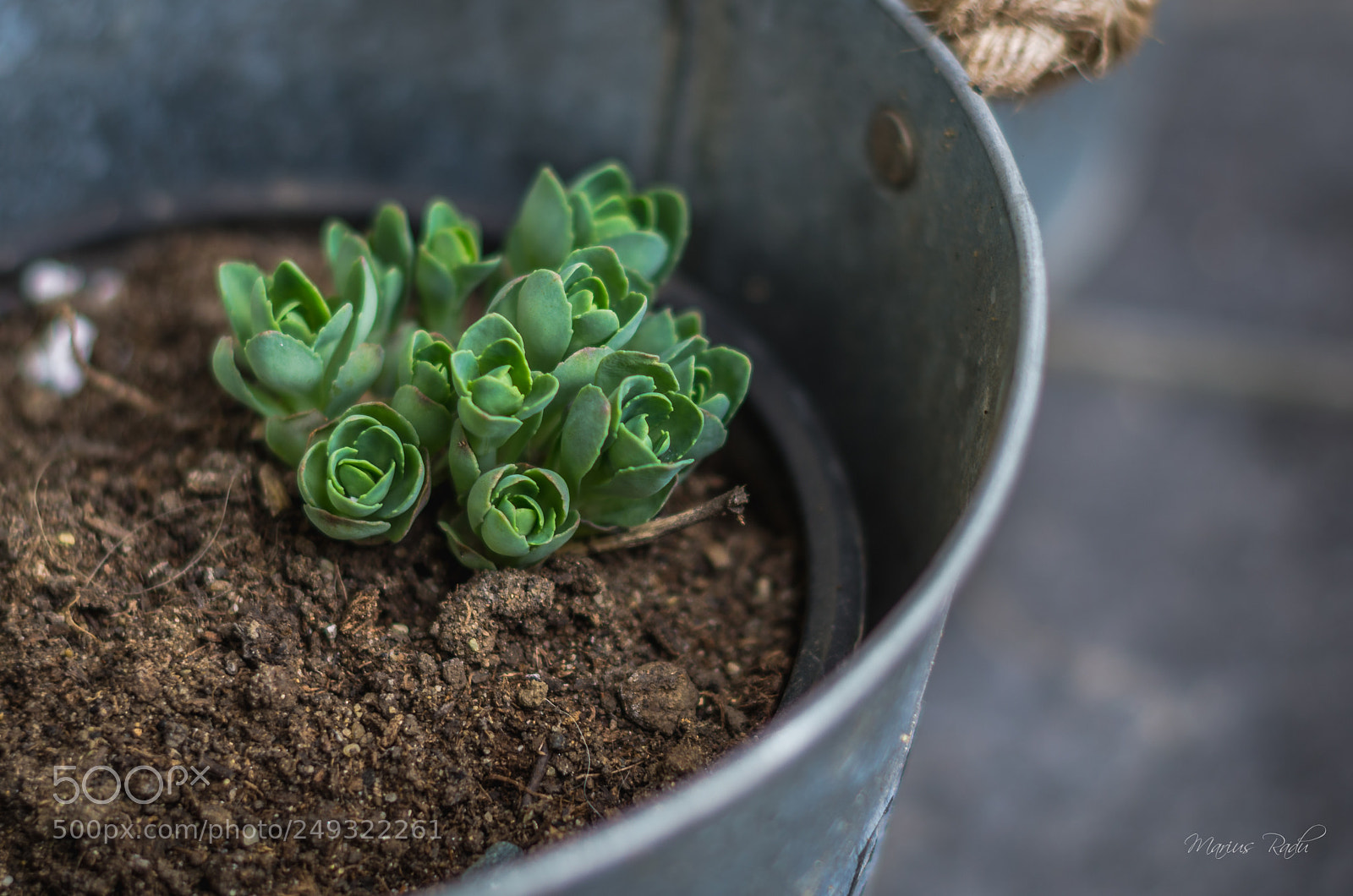 Pentax K-5 sample photo. Bucket of green photography