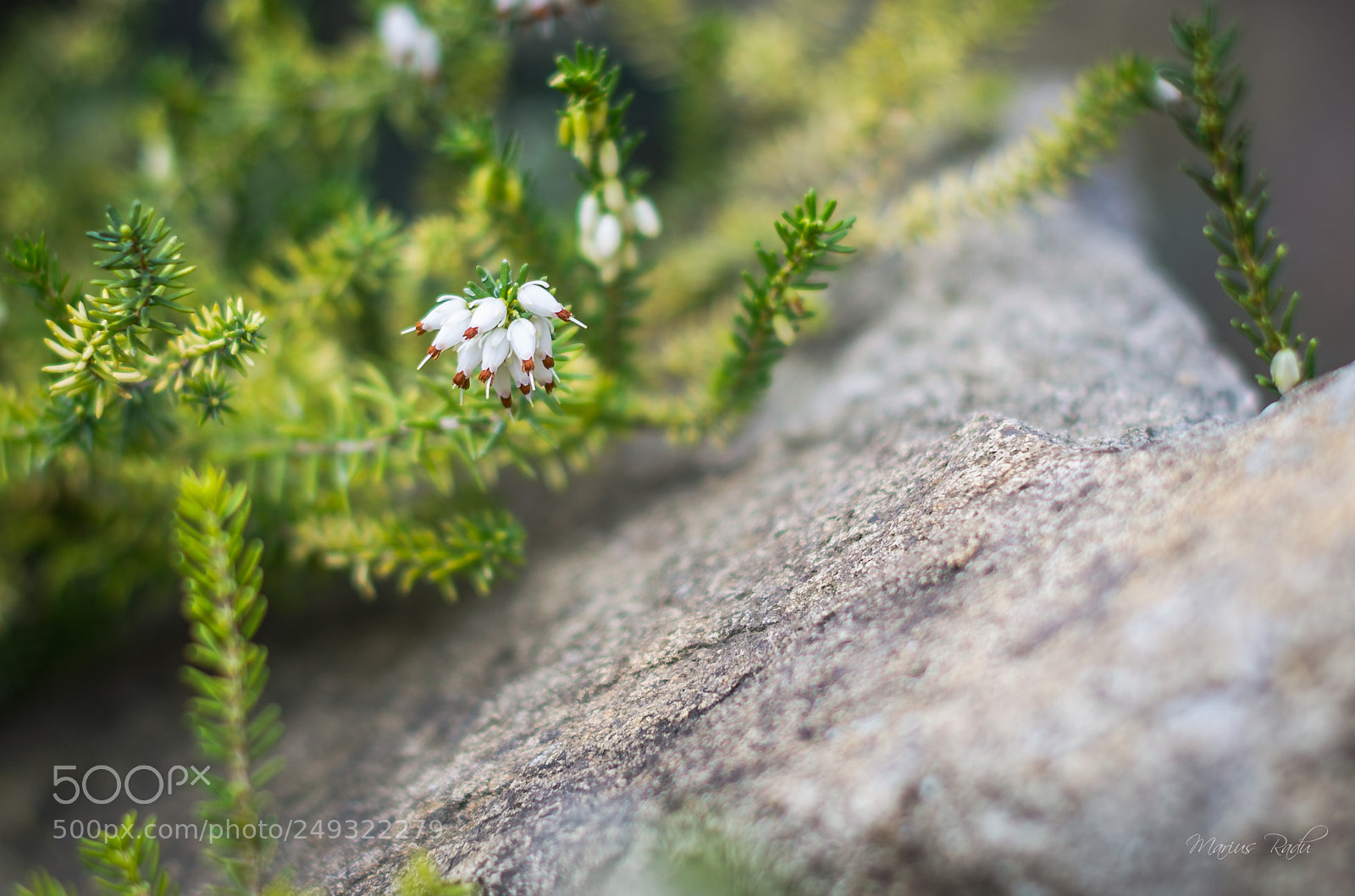 Pentax K-5 sample photo. Purity photography