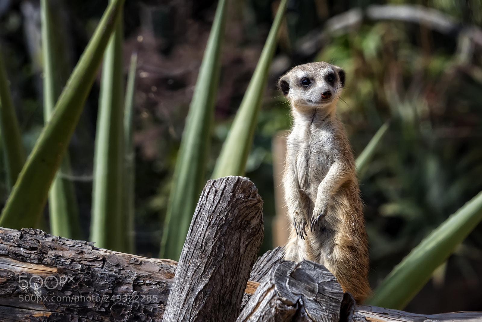 Nikon D810 sample photo. Meerkat photography