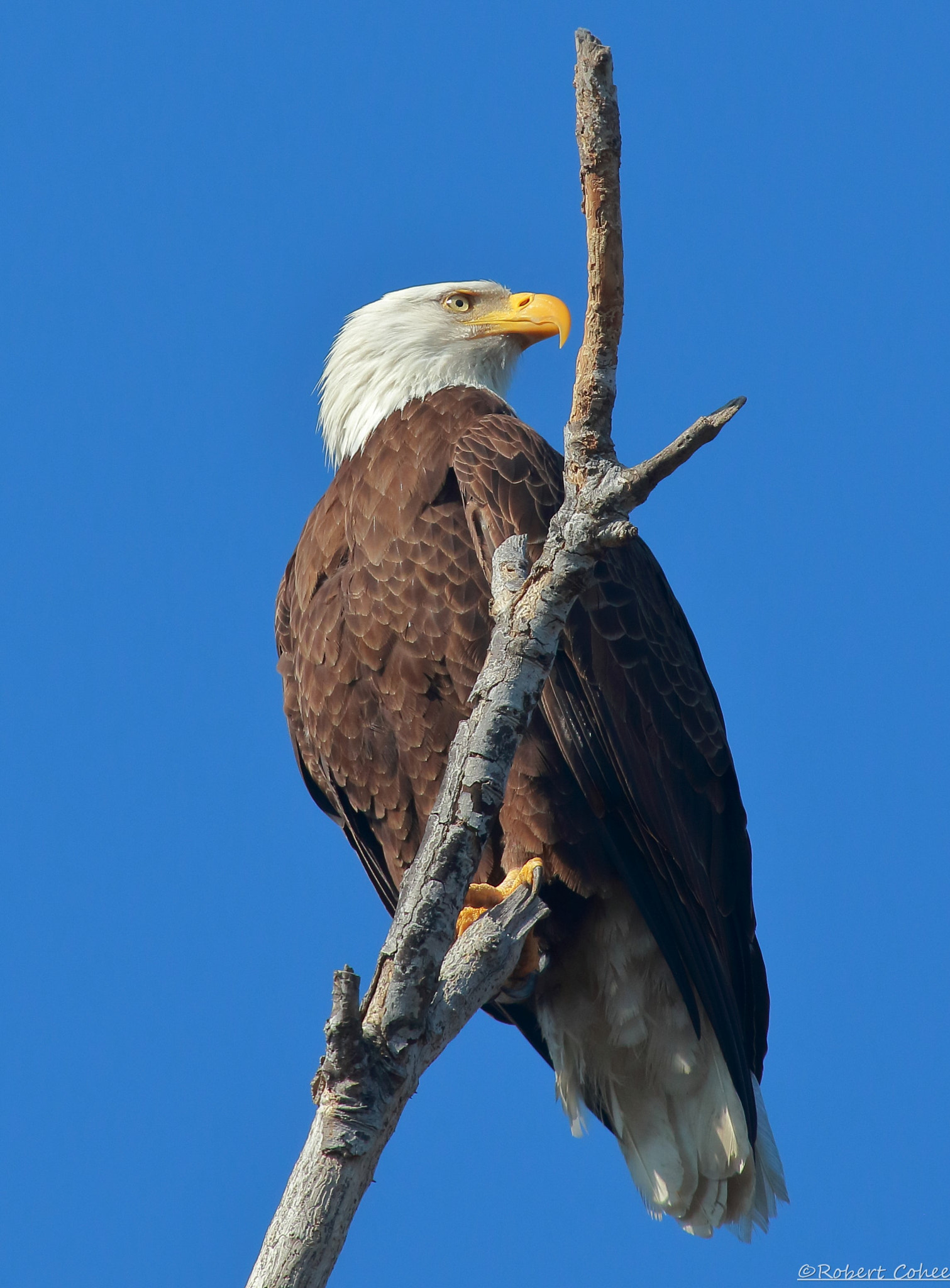 Canon EF 100-400mm F4.5-5.6L IS USM sample photo. Ita photography