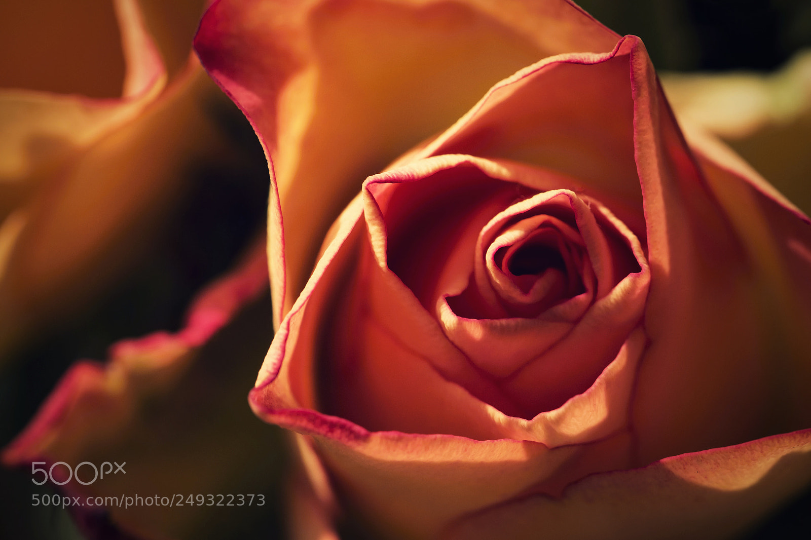 Nikon D5500 sample photo. Dream detail of a photography