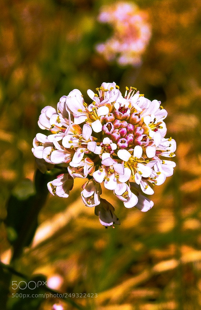 Nikon Coolpix P900 sample photo. "so long marianne" photography