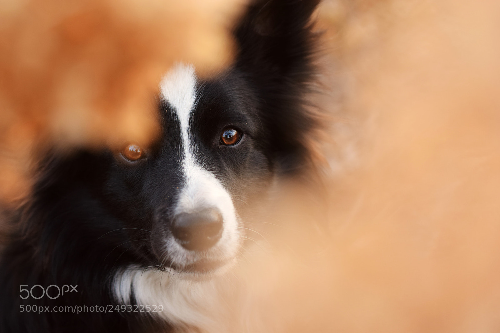 Nikon D5300 sample photo. Eyes of the border photography