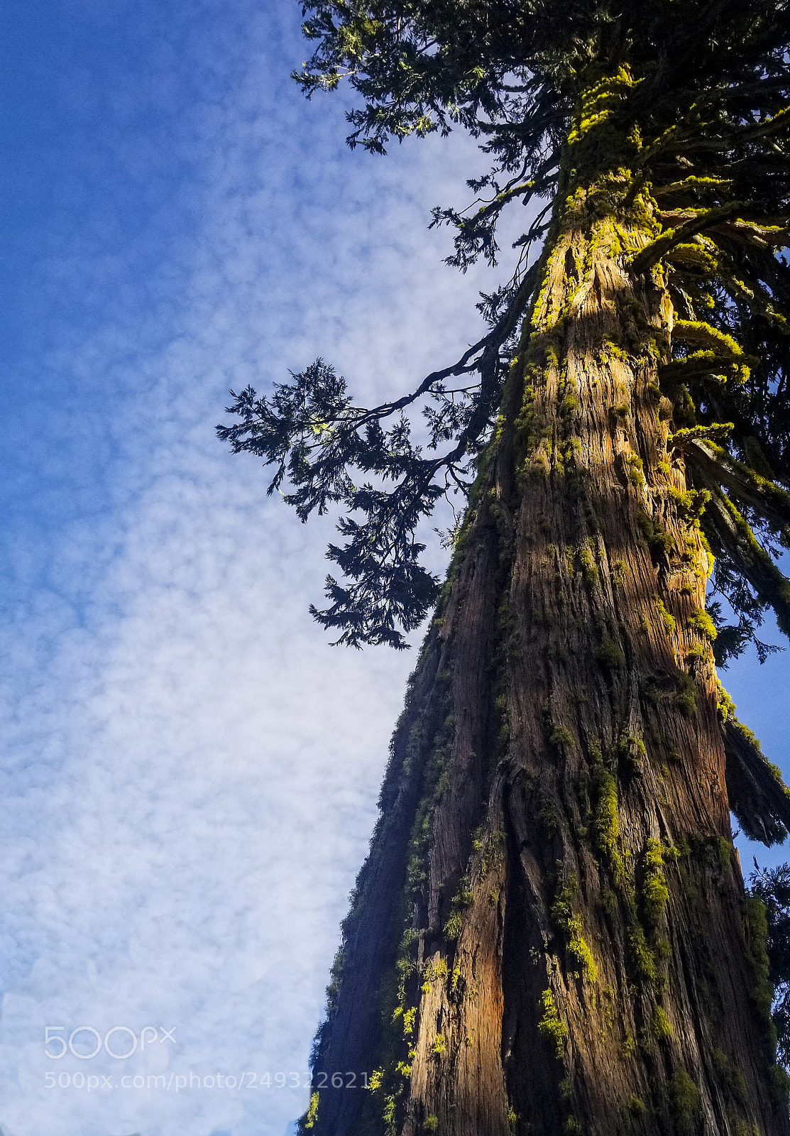 Samsung Galaxy S8+ sample photo. Tree photography