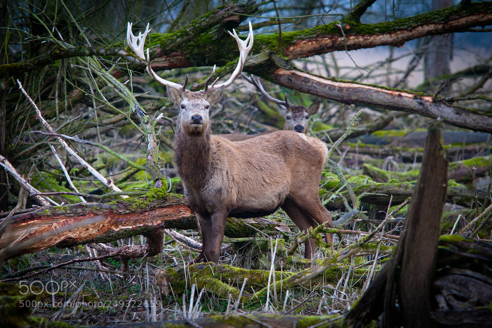 Canon EOS 30D sample photo. Red stag oostvaardersplassen photography