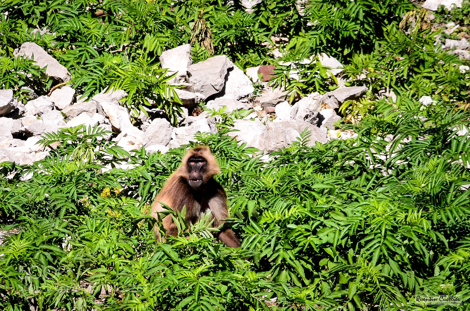 Nikon D7000 sample photo. Babouin photography