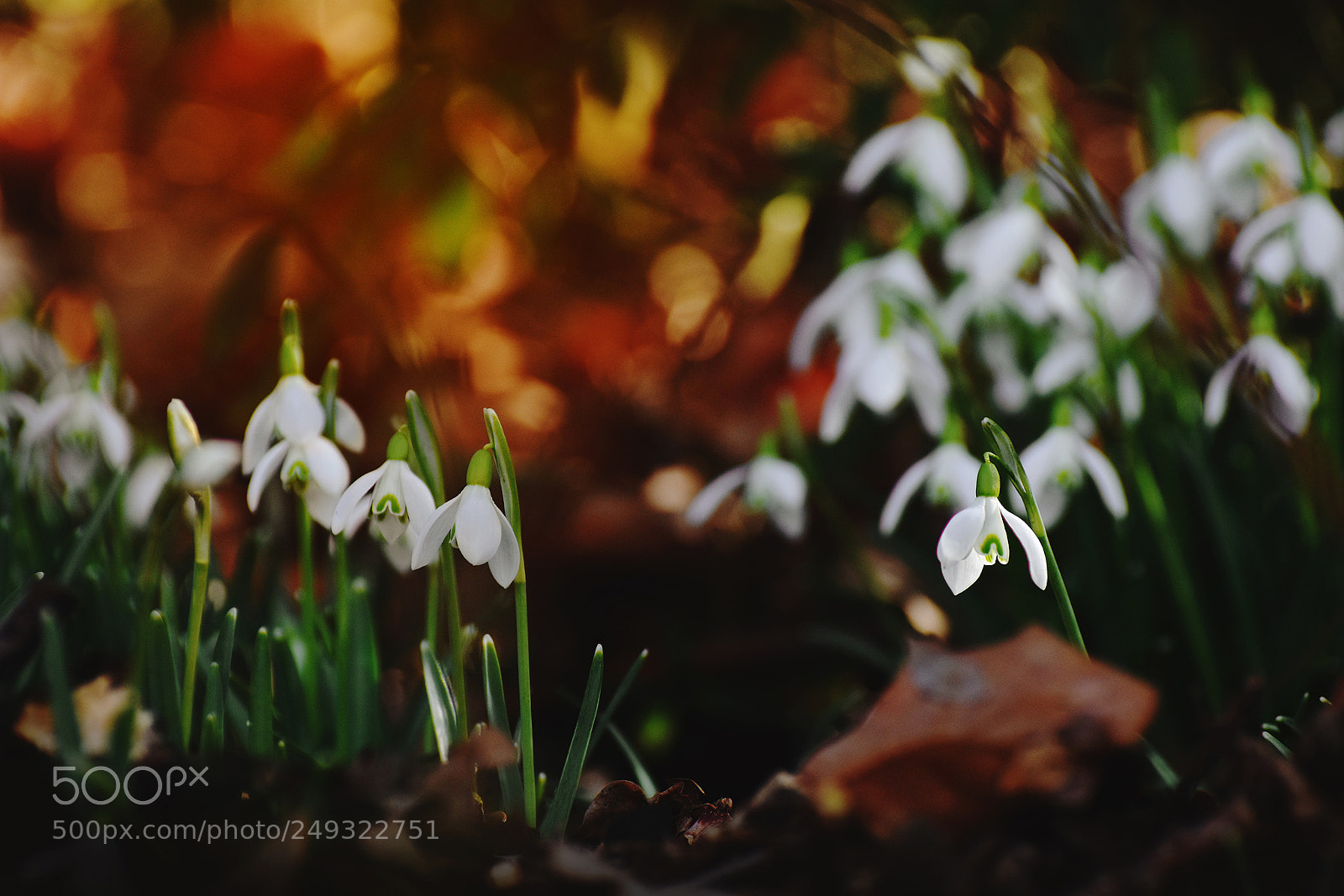 Nikon D7200 sample photo. Snow drops photography
