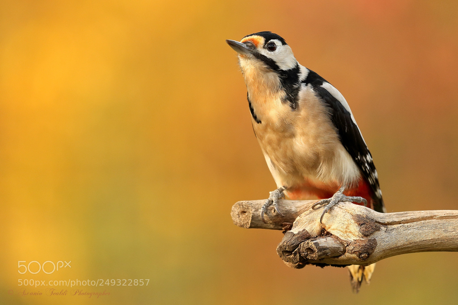 Canon EOS-1D Mark IV sample photo. My great spotted woodpecker photography