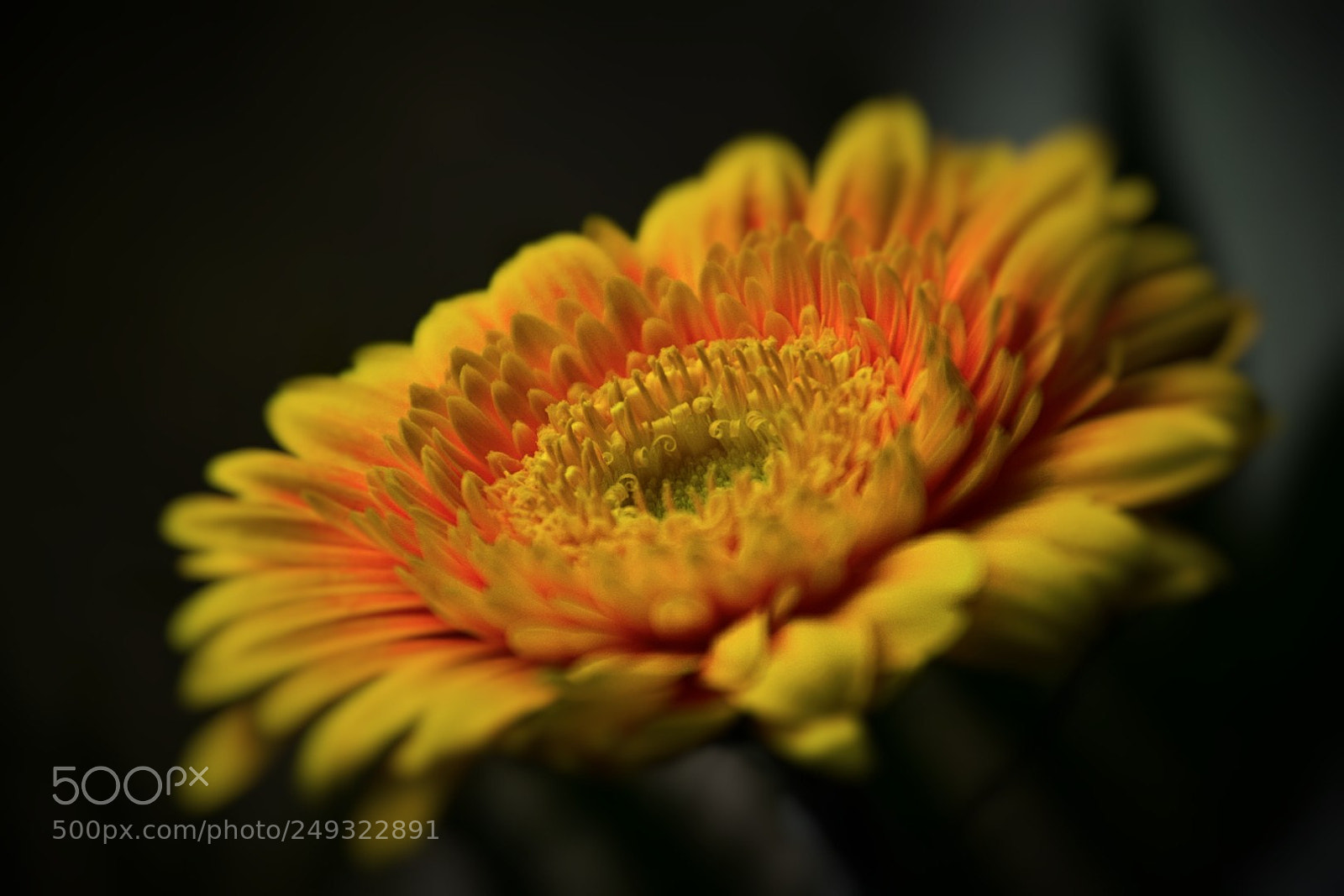 Nikon D5300 sample photo. Gerbera! photography