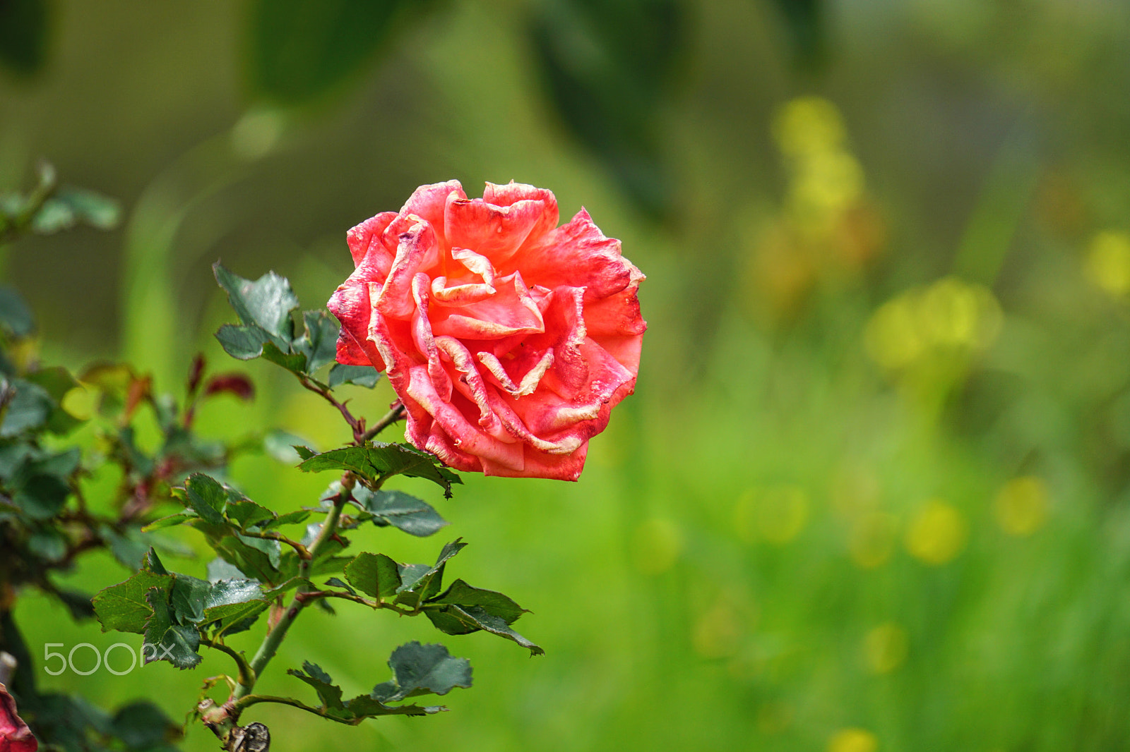 Sony a6000 sample photo. The dying rose photography