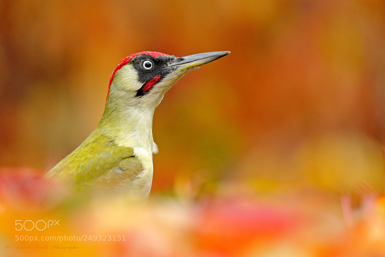 Canon EOS-1D Mark IV sample photo. Green woodpecker male photography