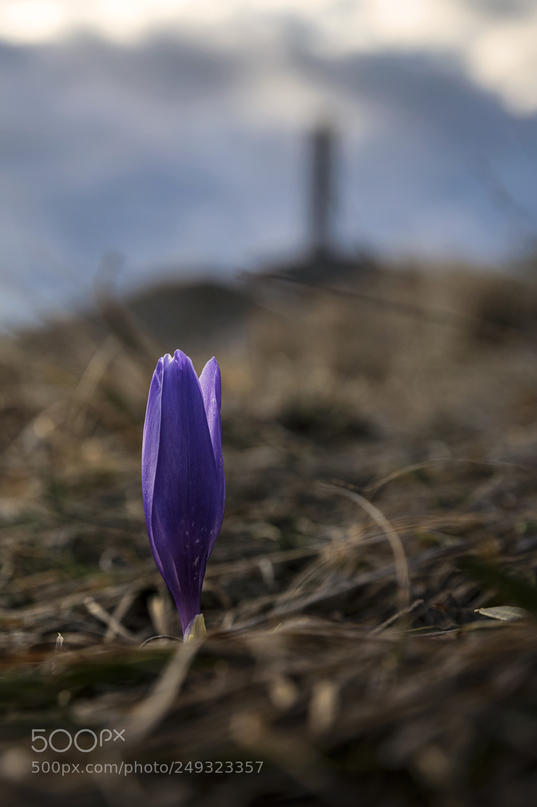Nikon D5300 sample photo. Spring is coming photography