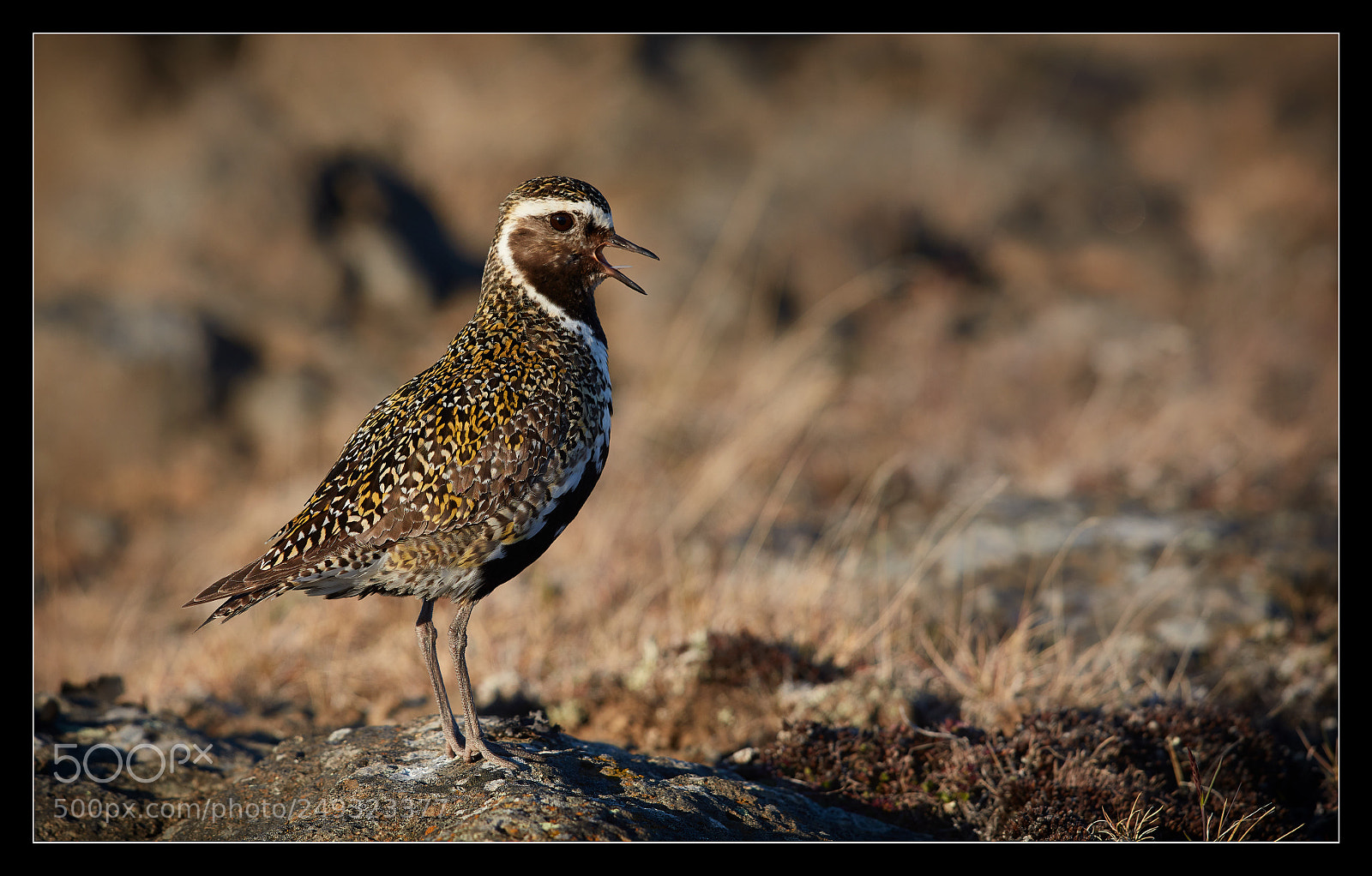 Canon EOS 5DS R sample photo. Pluvier doré / golden plover photography