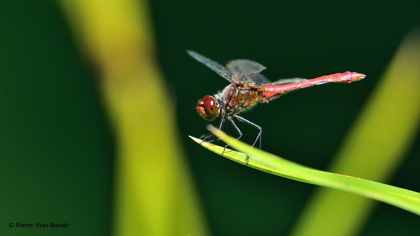 Nikon Nikkor AF-S 300mm F4E PF ED VR sample photo. Ruddy darter (3) photography