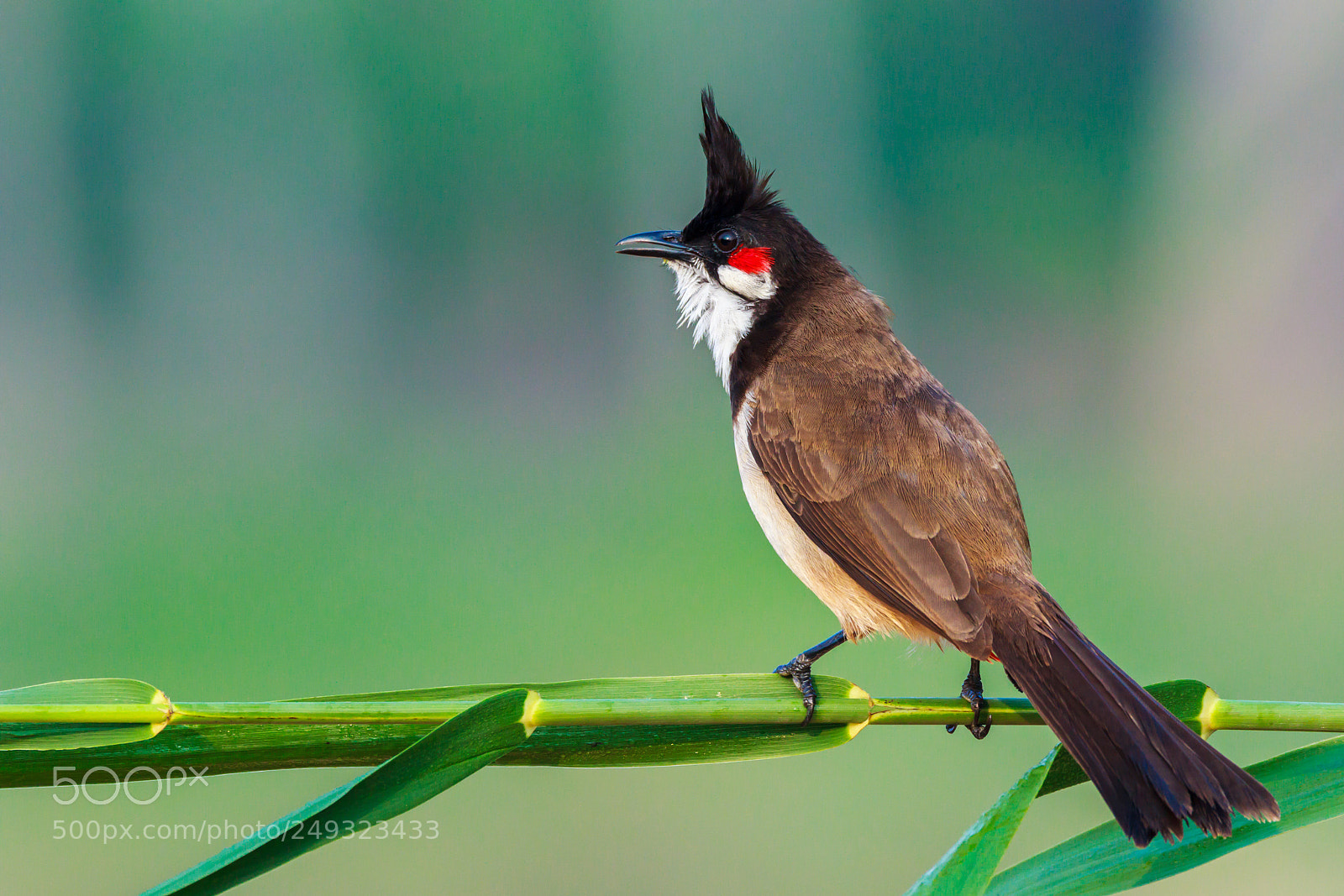 Canon EOS 60D sample photo. "red-whiskered bulbul" photography