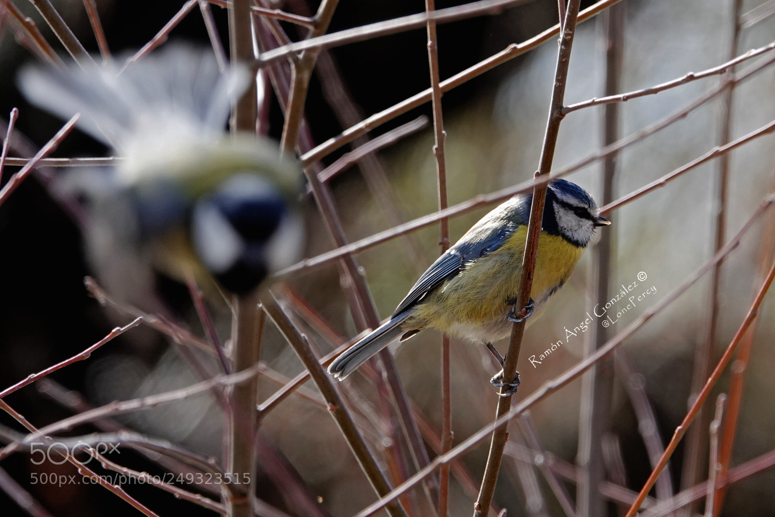 Sony Cyber-shot DSC-RX10 IV sample photo. Blue tit perched and photography