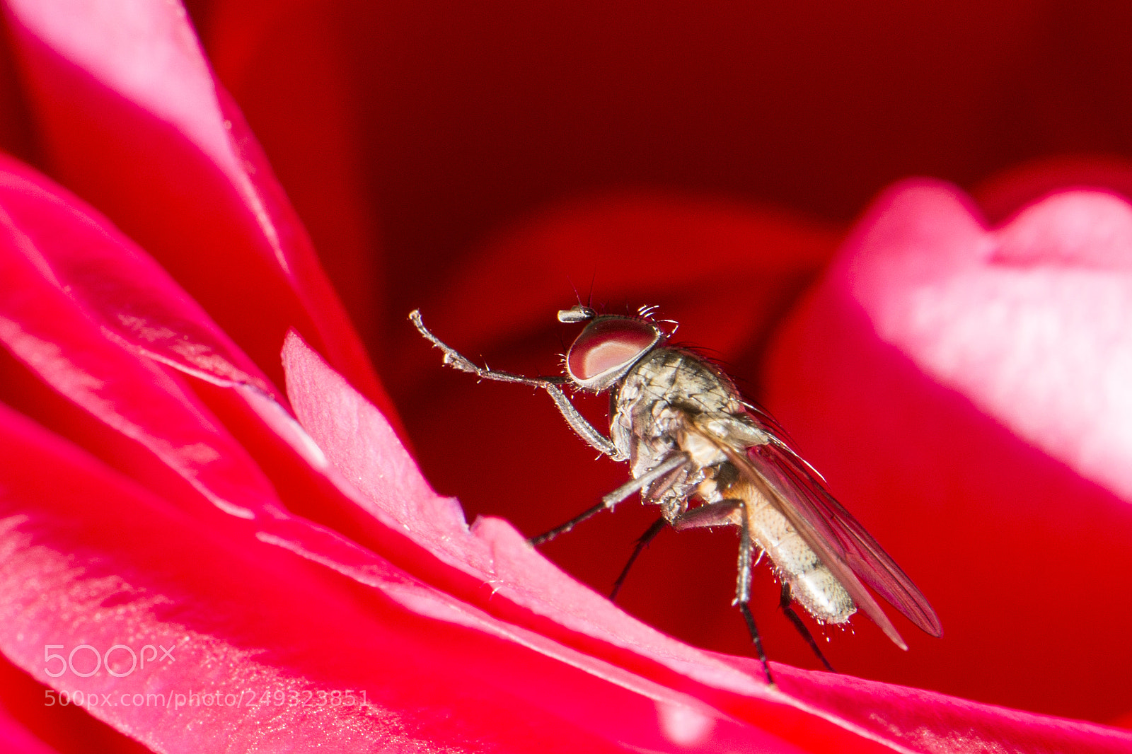 Nikon D610 sample photo. Insect inside red flower. photography