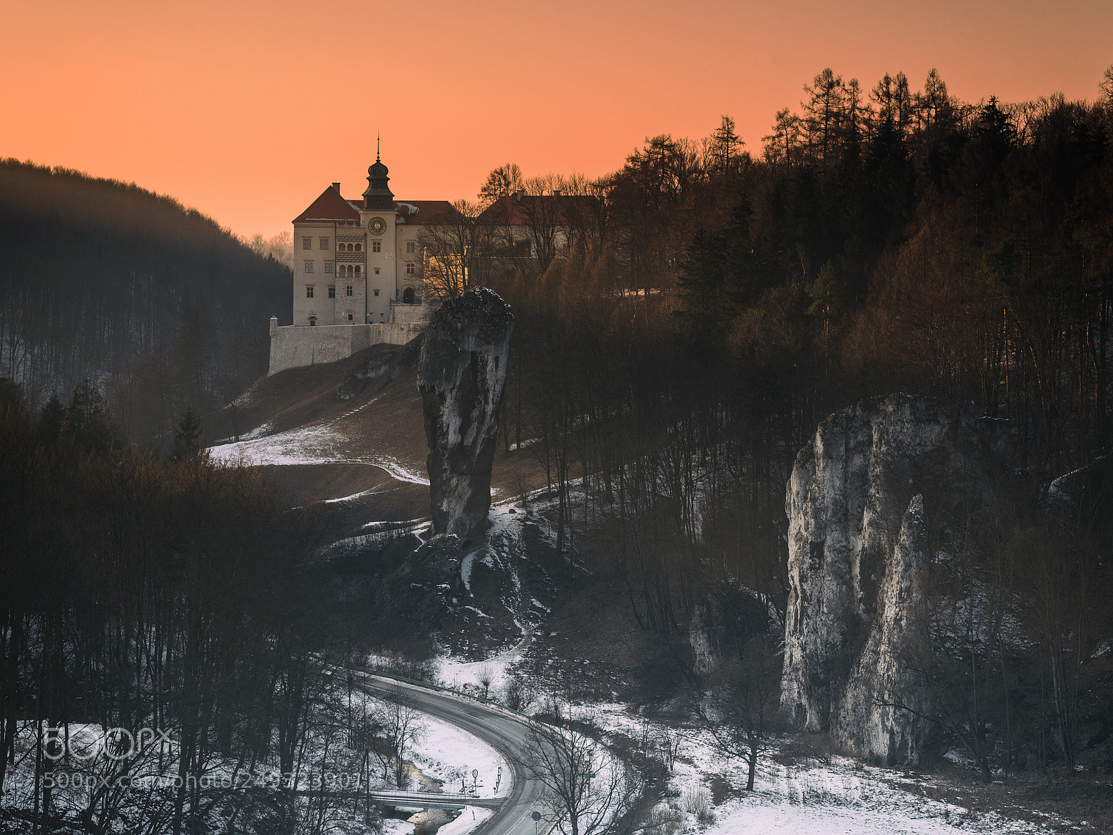 Nikon D610 sample photo. Maczuga herkulesa photography