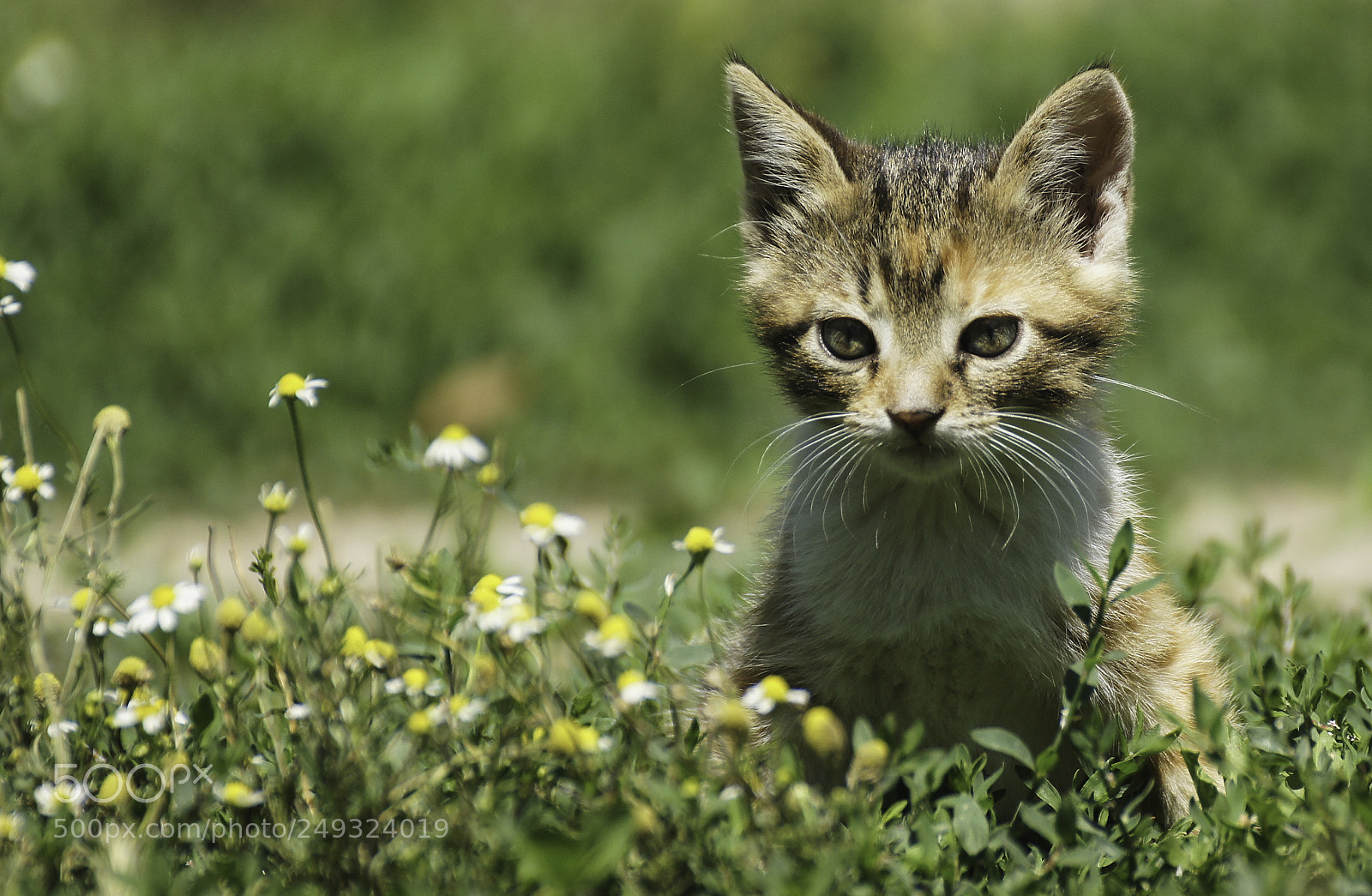 Sony Alpha DSLR-A580 sample photo. Cat walking at garden photography