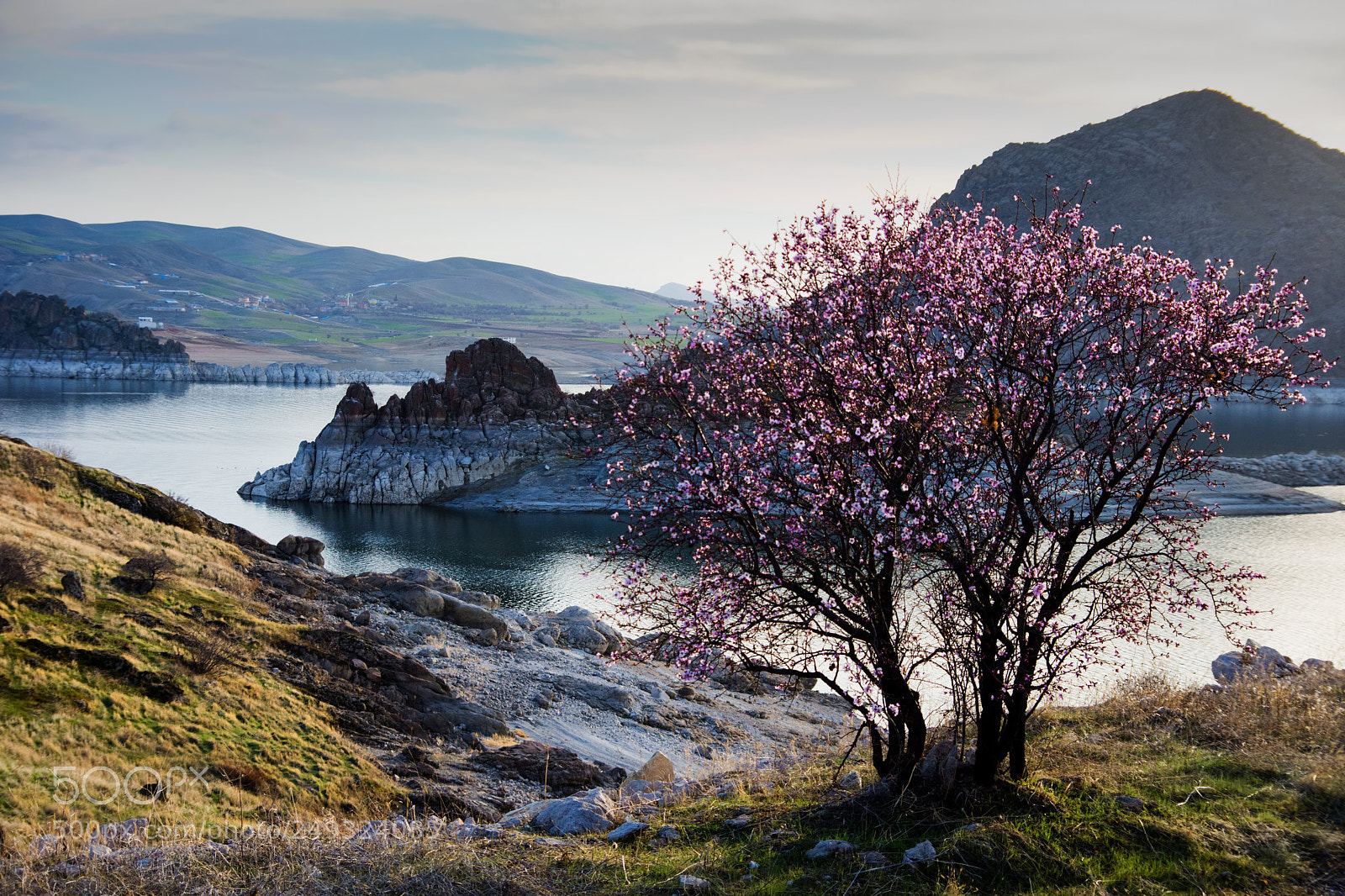 Nikon D7200 sample photo. Almond flowers photography