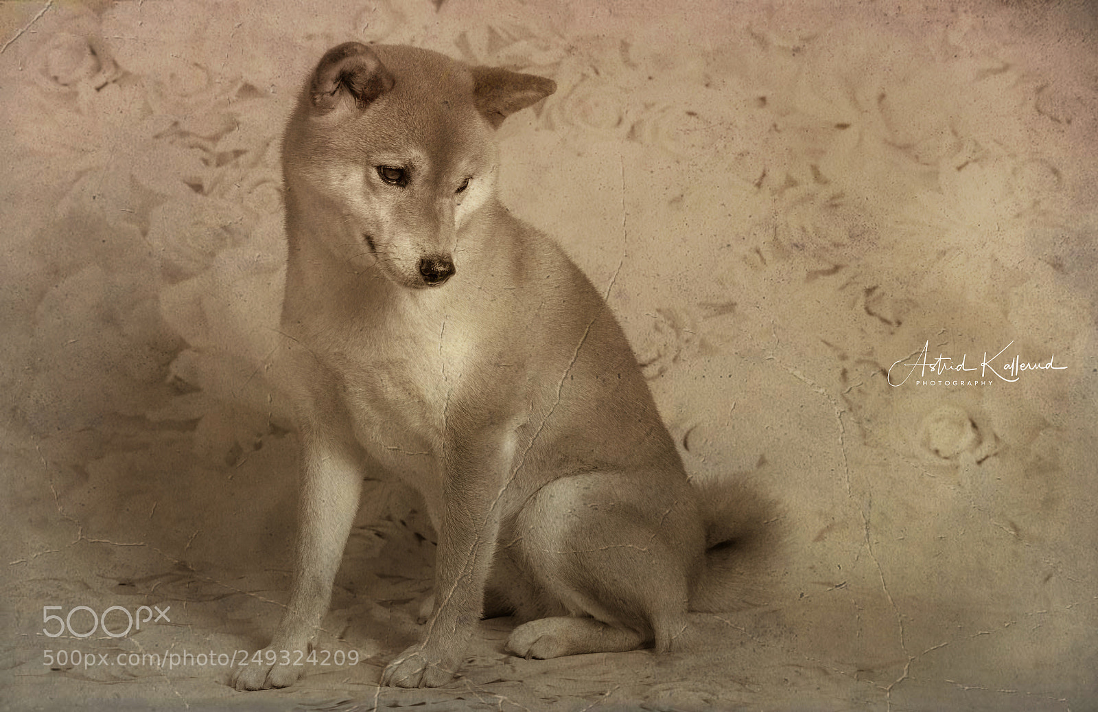 Nikon D500 sample photo. Old photography