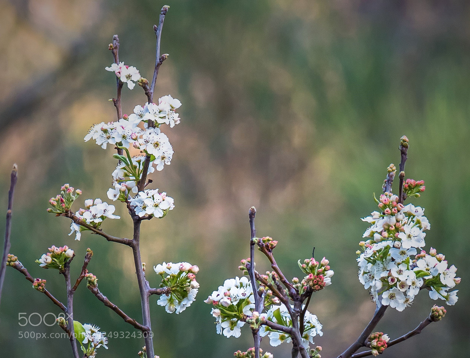Samsung NX500 sample photo. Anewbeginning photography