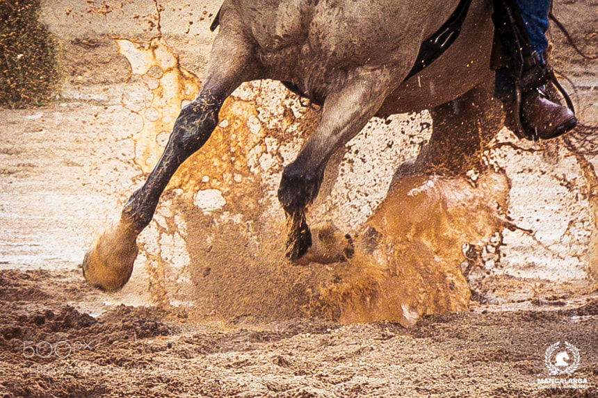 Canon EOS 80D sample photo. Horse photography
