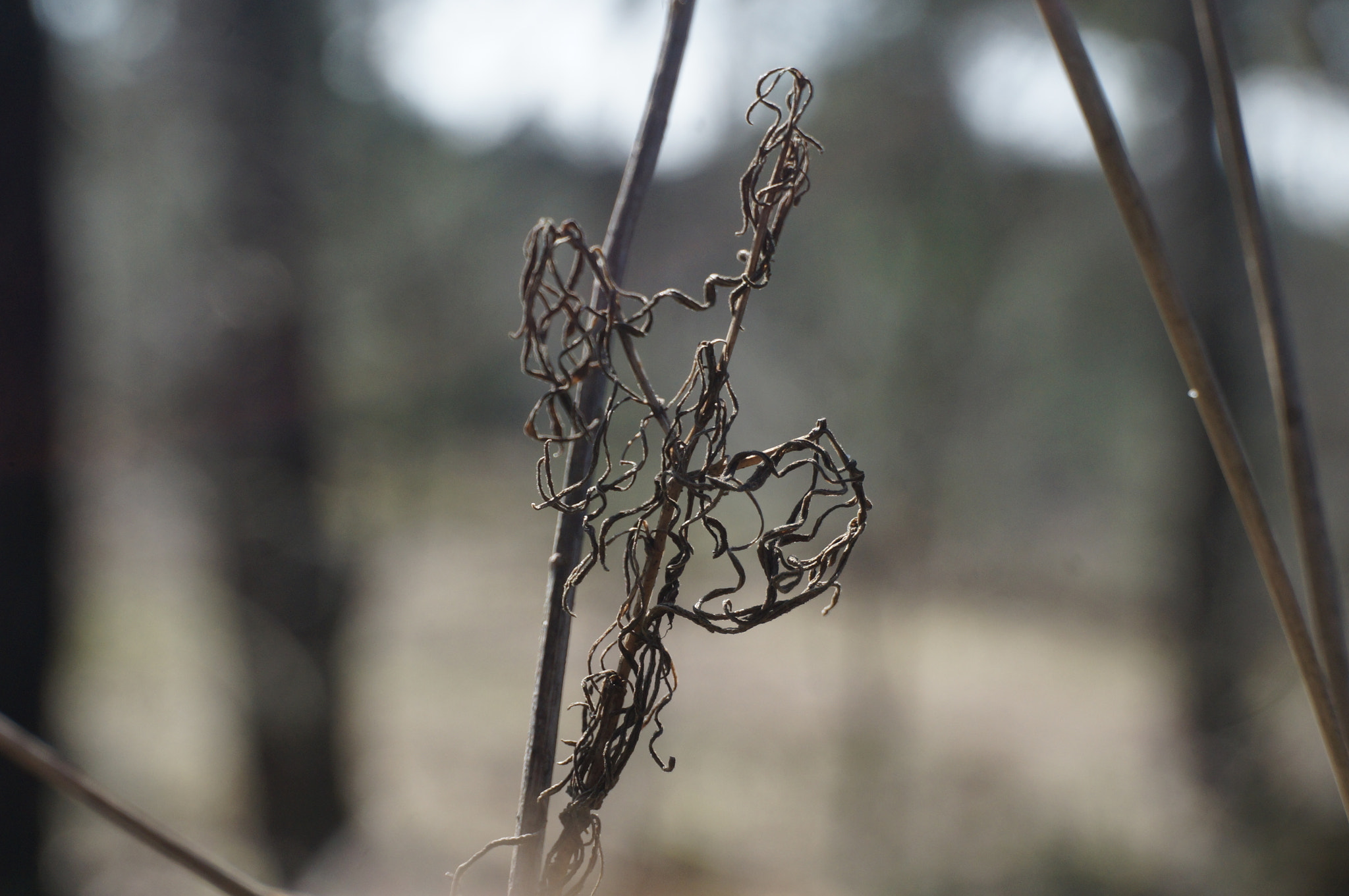 Sony Alpha NEX-F3 sample photo. Dryed plant photography