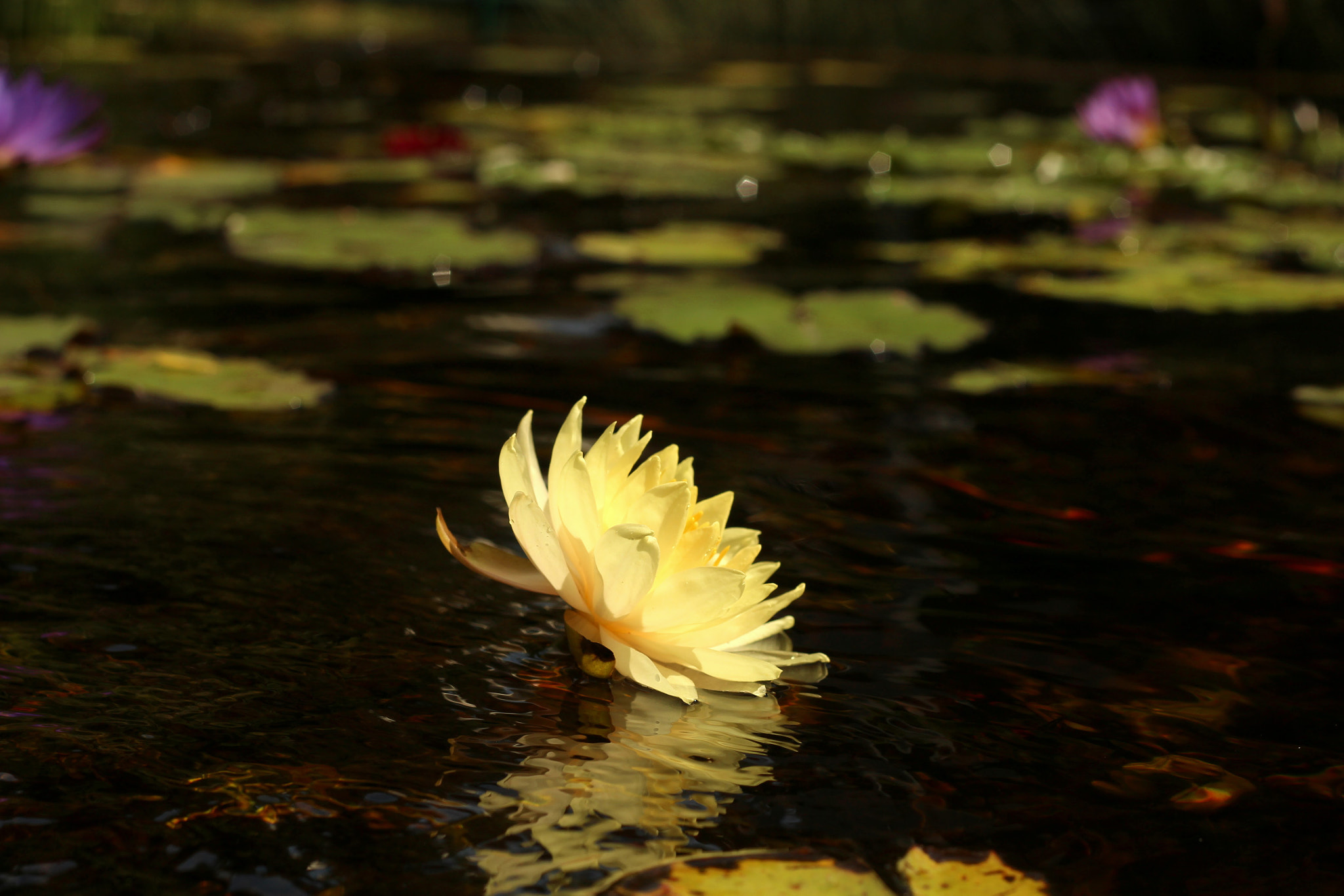Canon EOS 700D (EOS Rebel T5i / EOS Kiss X7i) + Canon EF 50mm F1.8 II sample photo. Lily photography