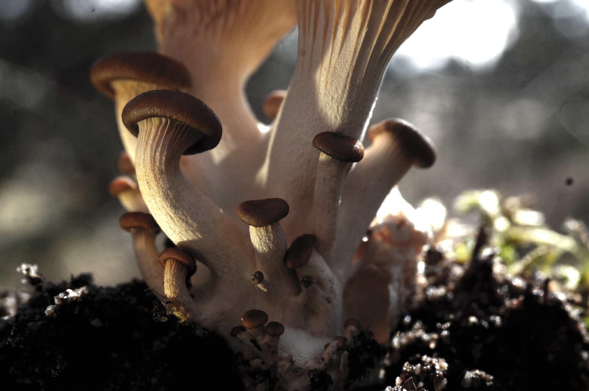 Sony Alpha NEX-F3 sample photo. Mushrooms photography