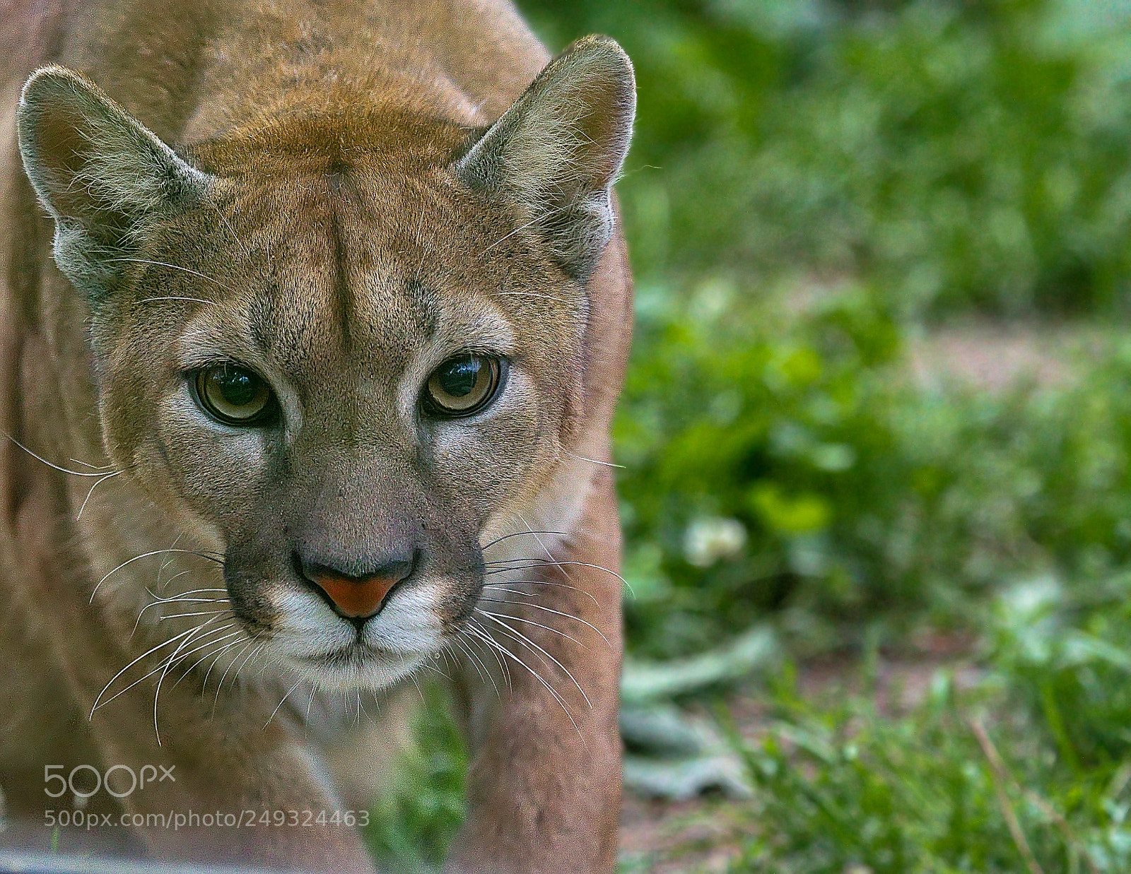 Canon EOS 7D sample photo. Doux doux le minou photography