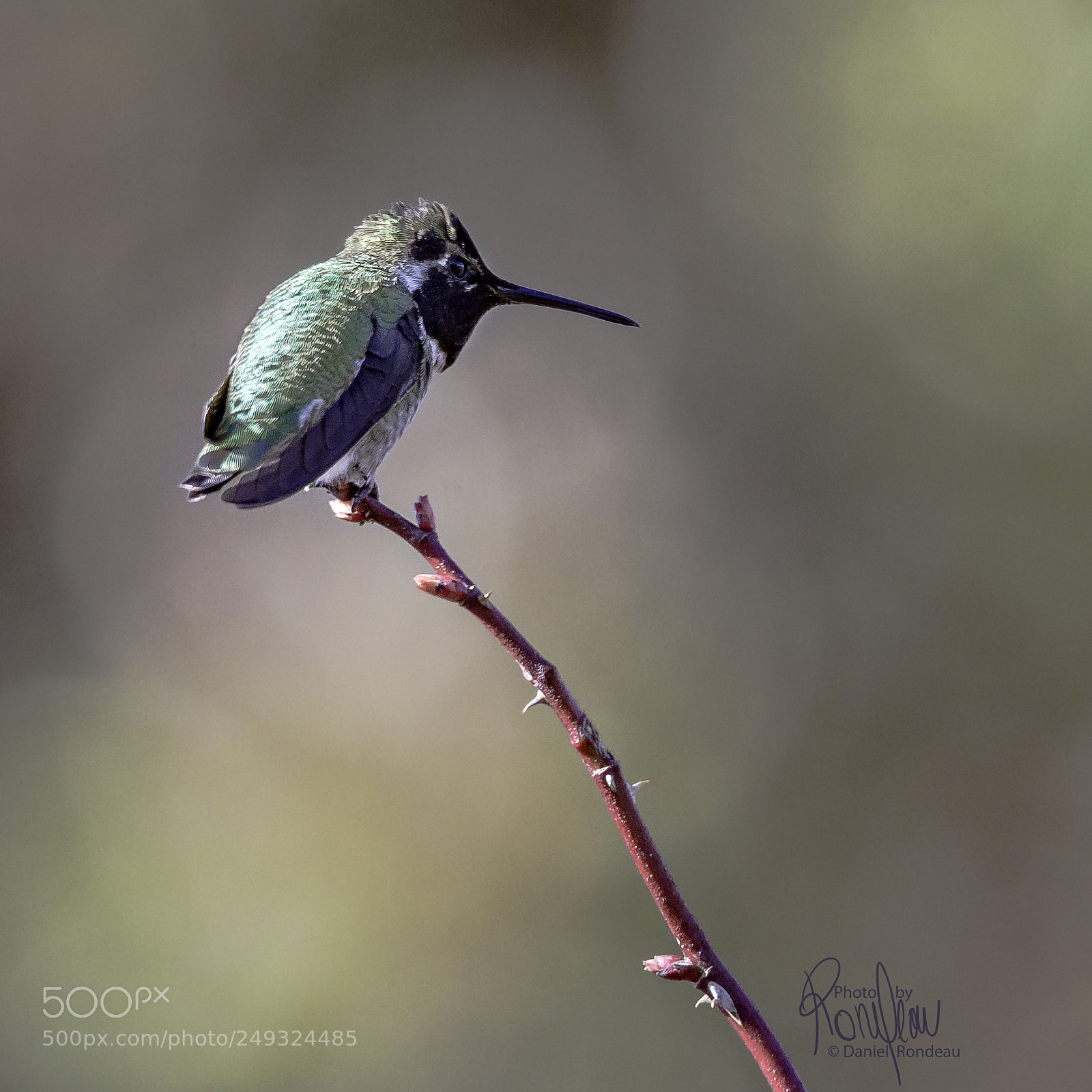 Nikon D7200 sample photo. A male anna's hummingbird photography