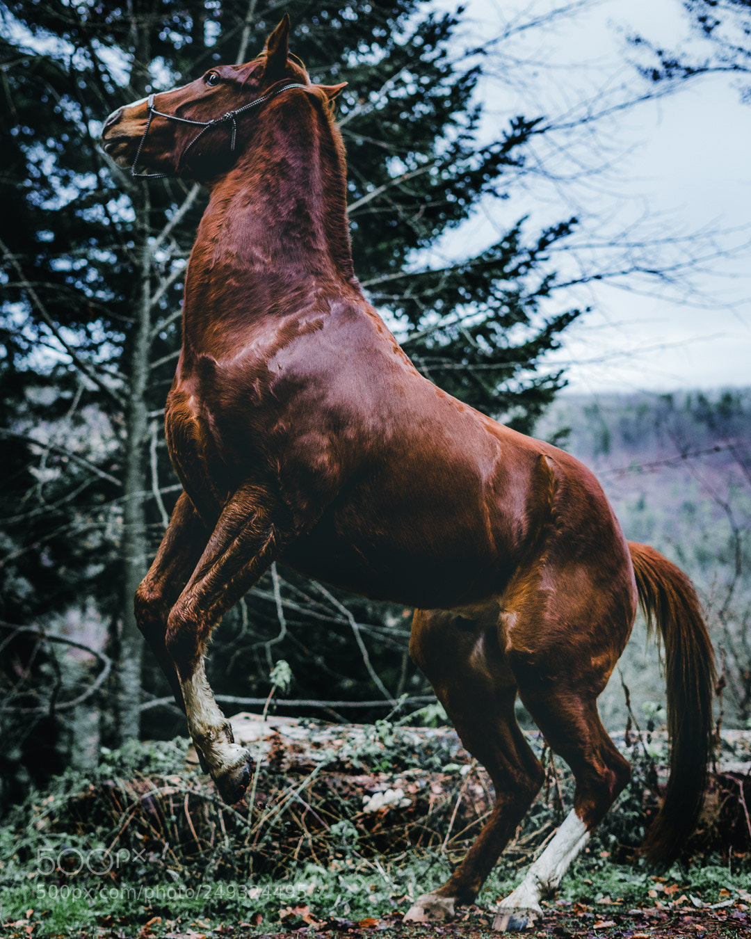Sony a7 II sample photo. People photography