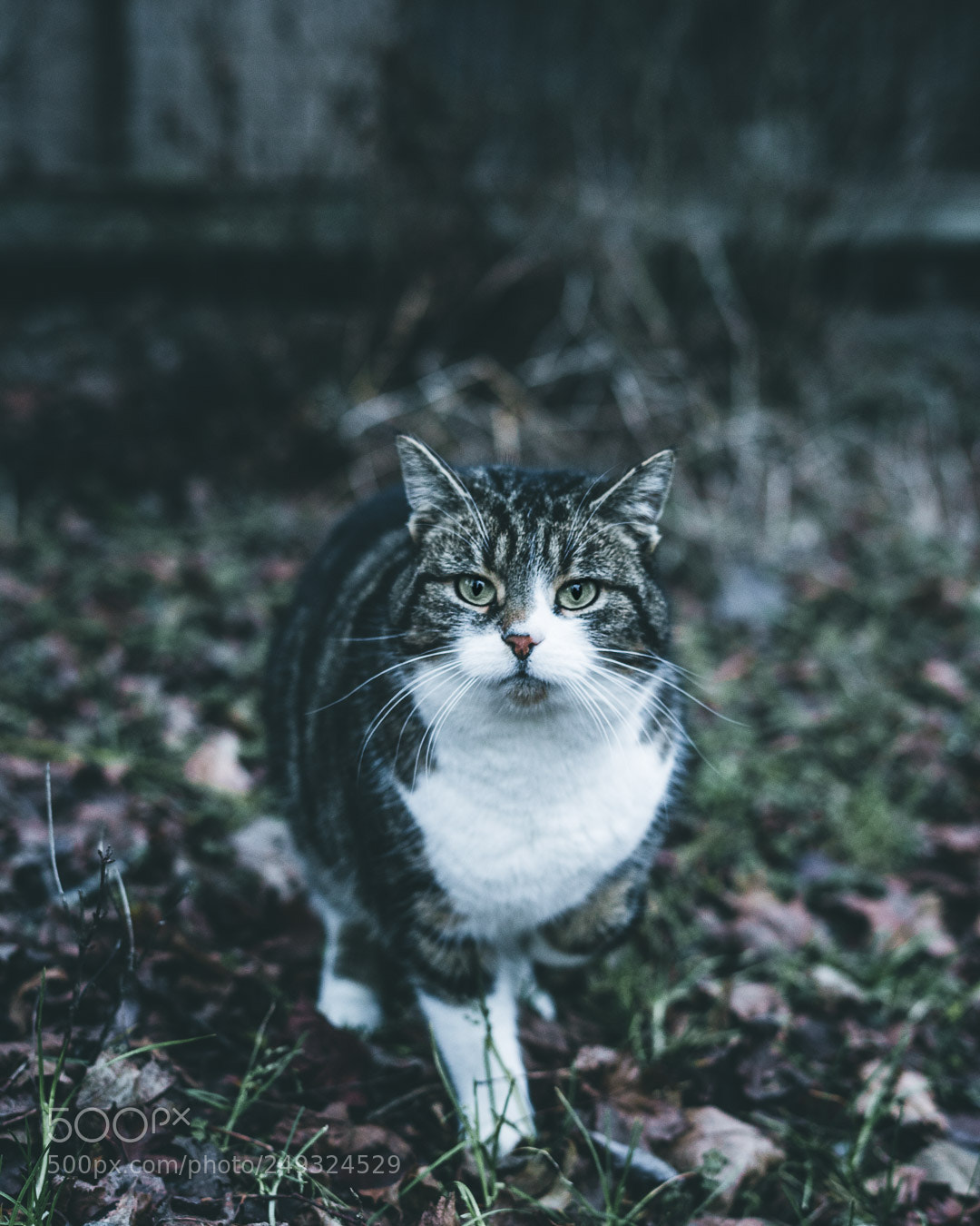 Sony a7 II sample photo. People photography