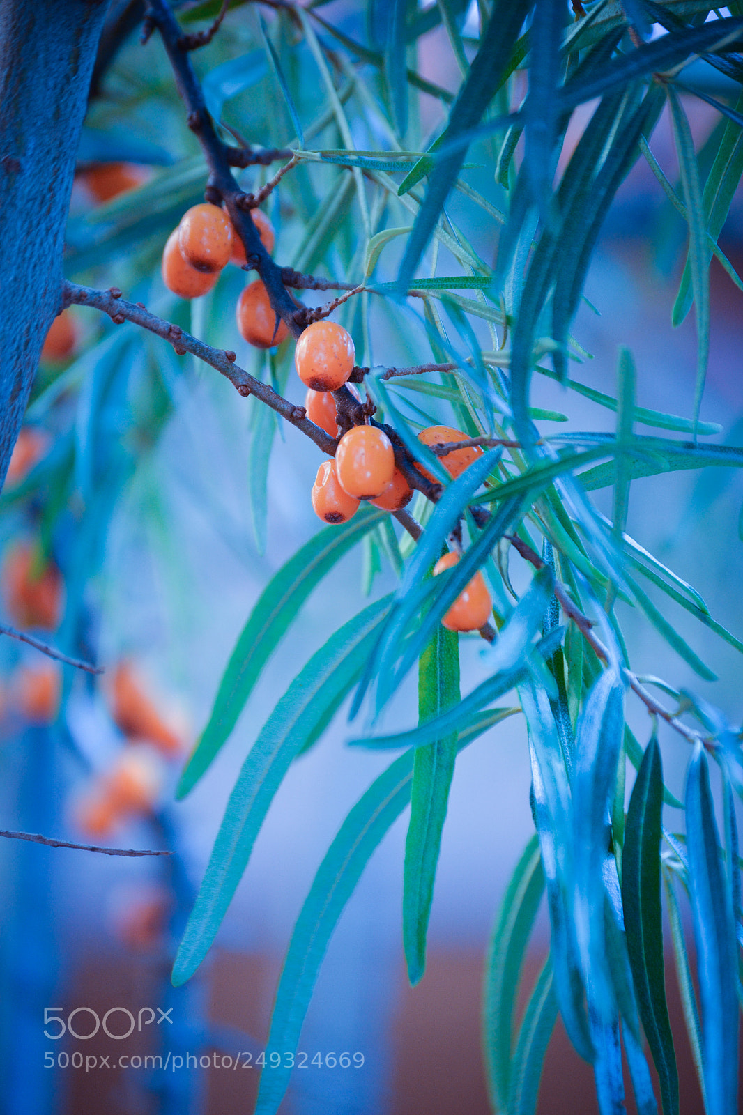 Nikon D3100 sample photo. Sanddorn photography