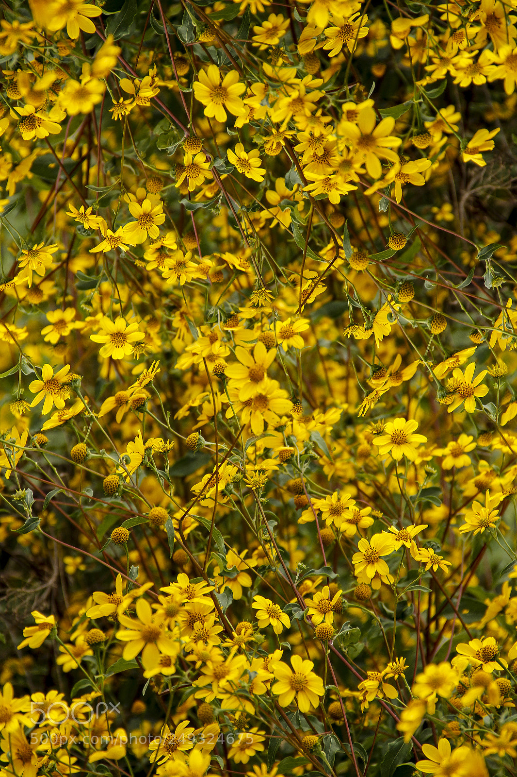 Canon EOS 60D sample photo. As smart object photography