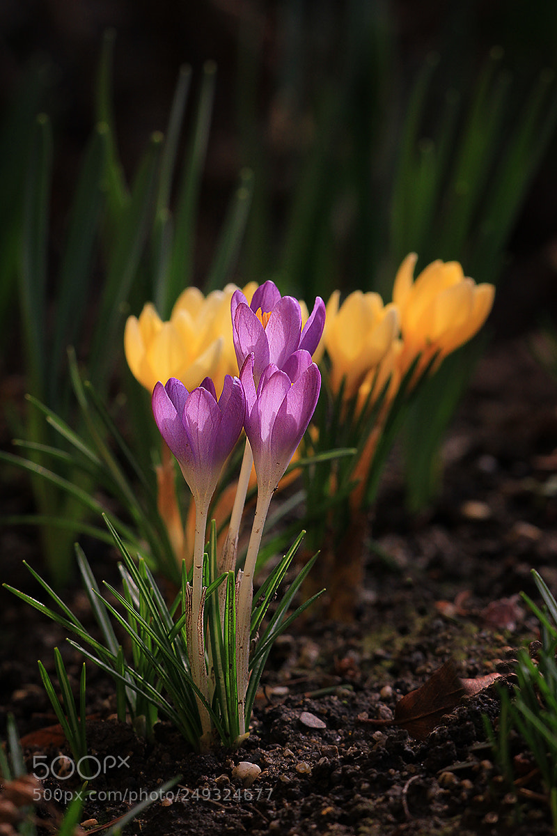 Canon EOS 7D sample photo. Pink an yellow photography
