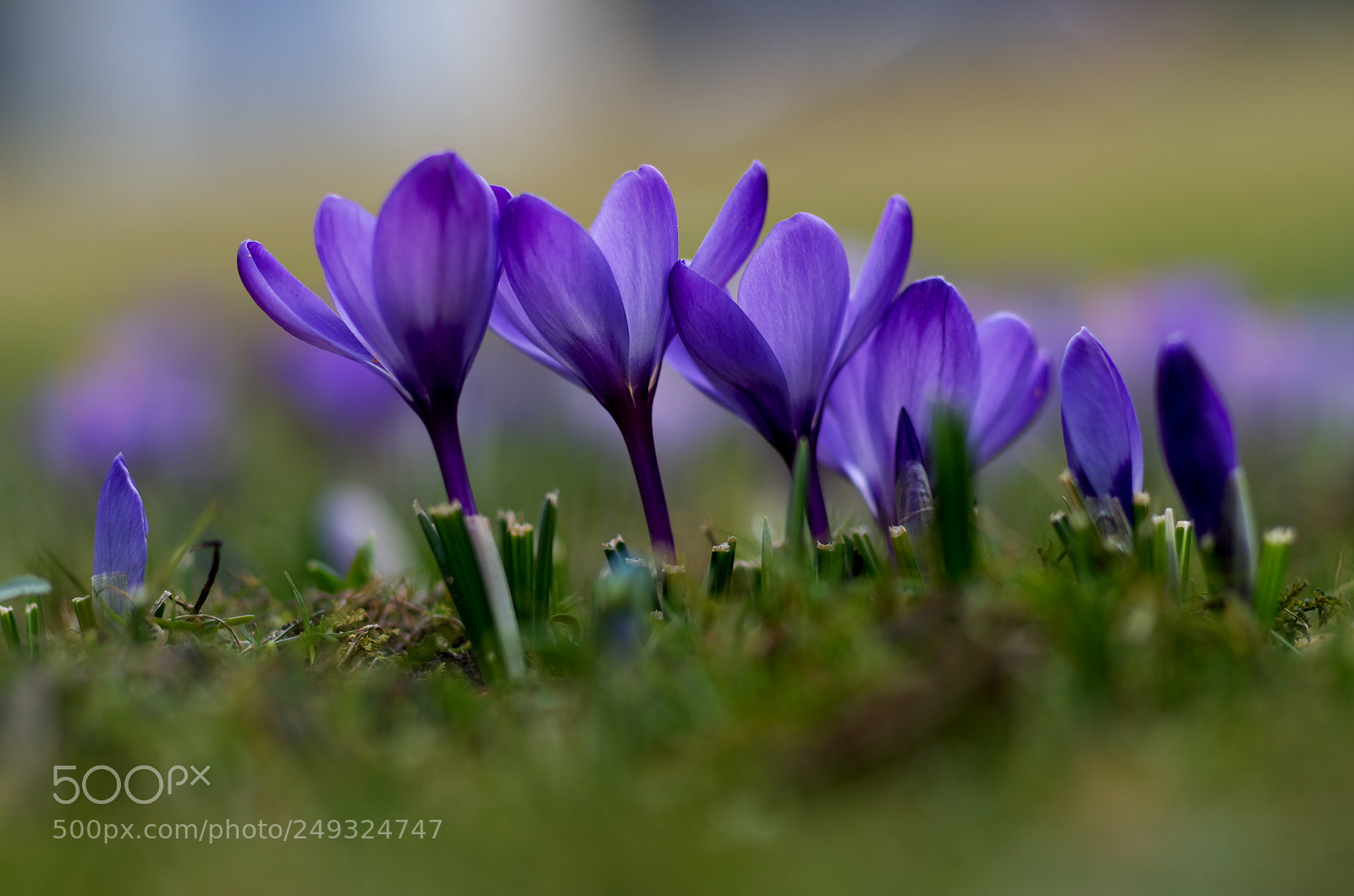 Pentax K-30 sample photo. Spring photography