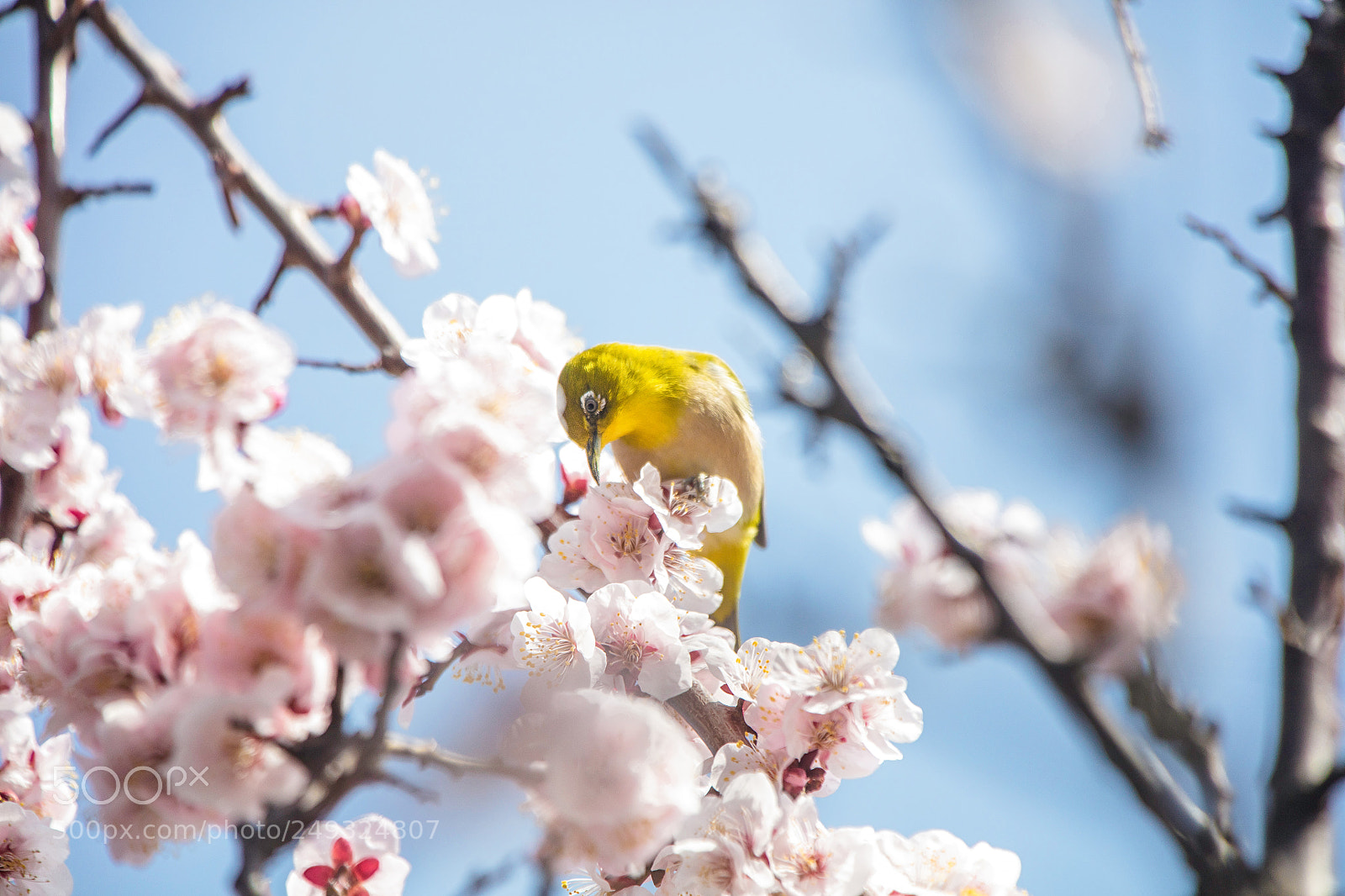 Canon EOS 5DS R sample photo. My neighbor photography