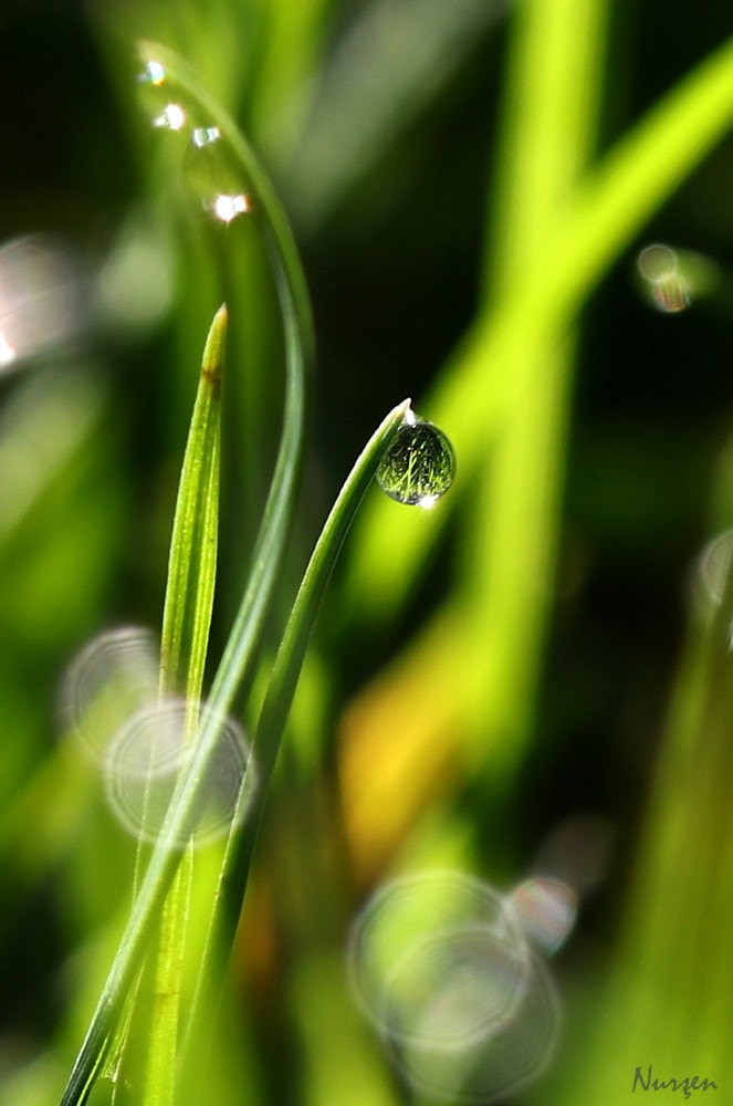Canon EF 100mm F2.8L Macro IS USM sample photo. Green photography