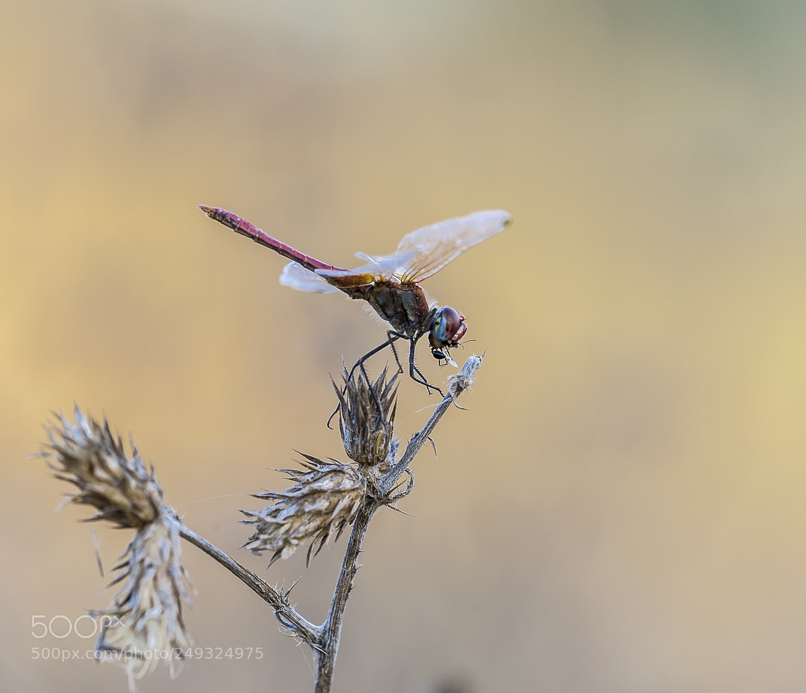 Nikon D3 sample photo. Dragonfly photography