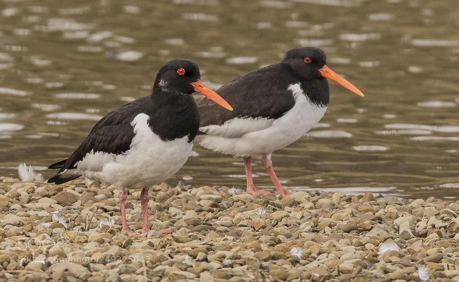 Canon EOS 7D Mark II sample photo. Oystercatchers photography