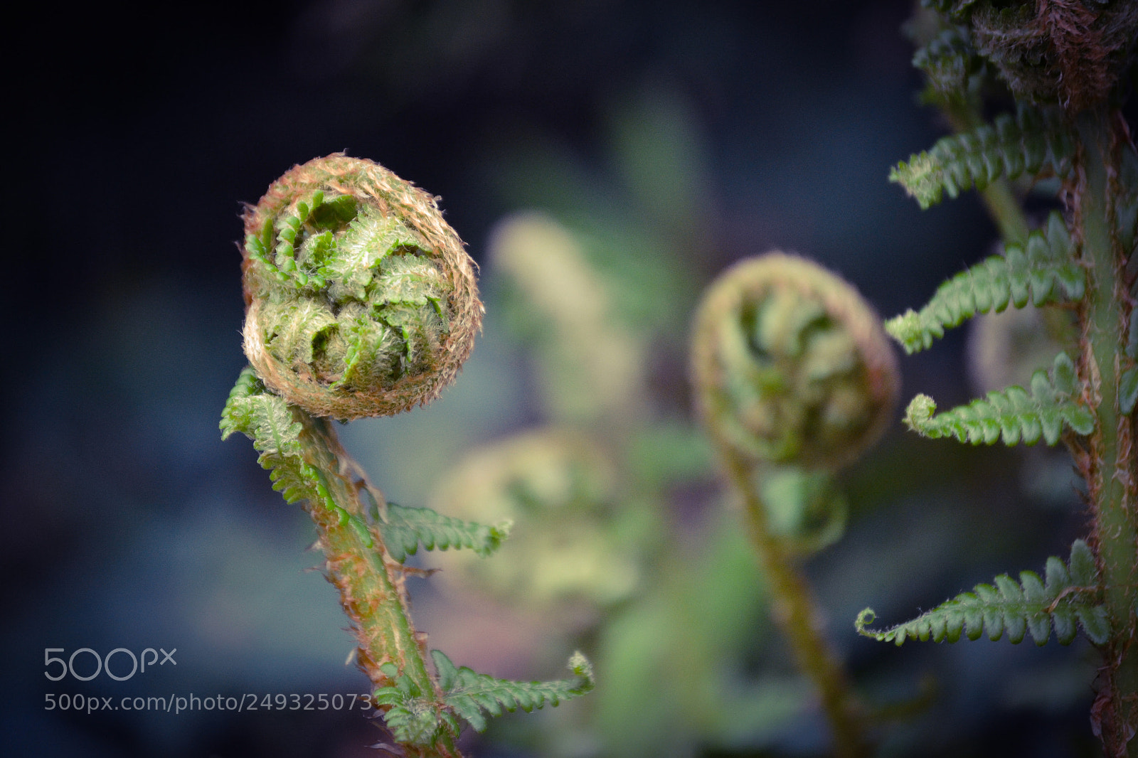 Nikon D3100 sample photo. Farn photography
