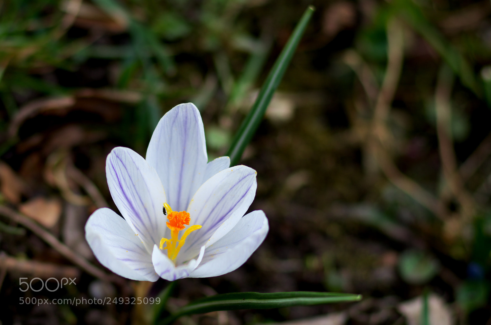 Pentax K-30 sample photo. Spring in white photography
