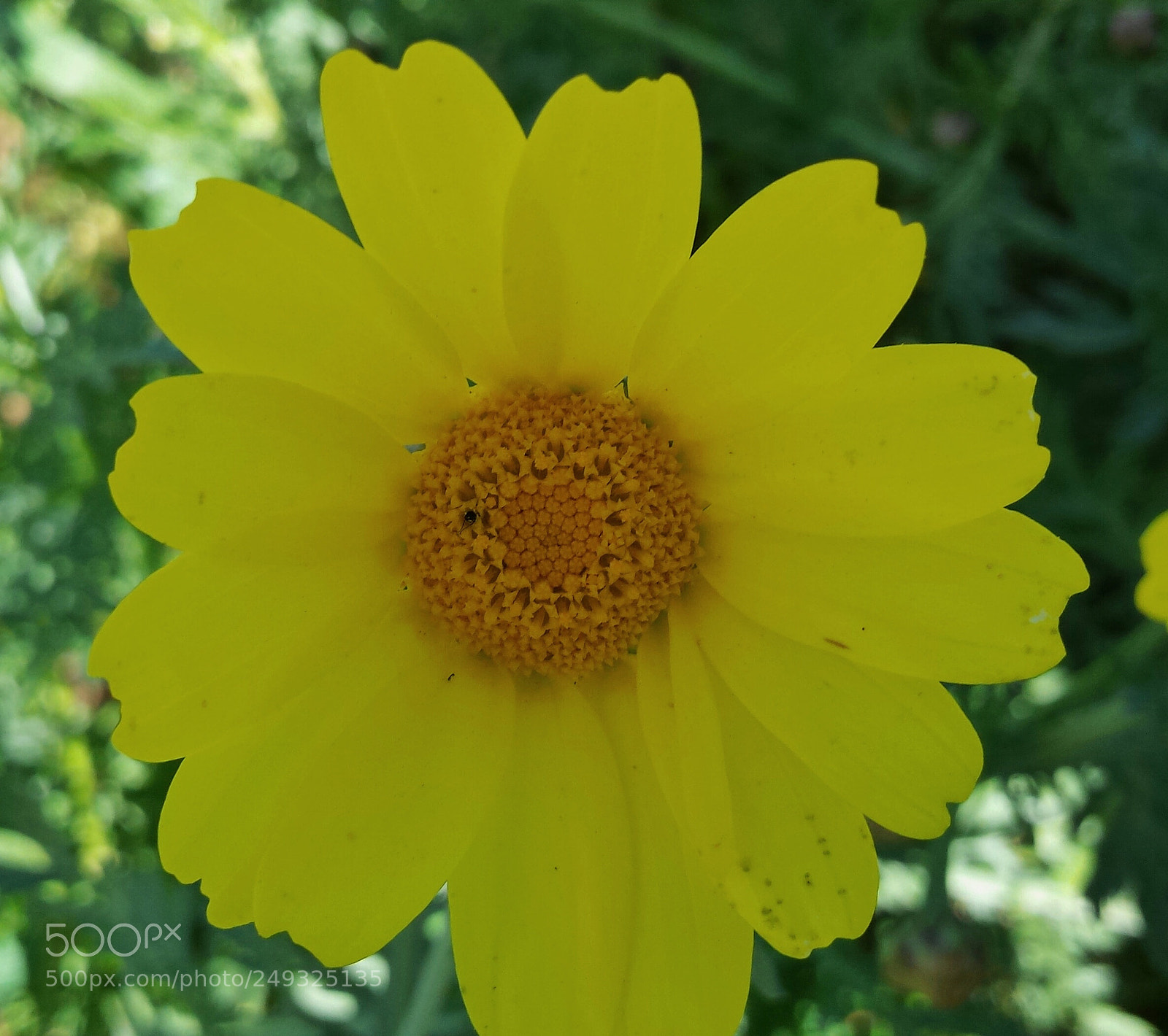 Samsung Galaxy S4 sample photo. Spring yellownatural photography